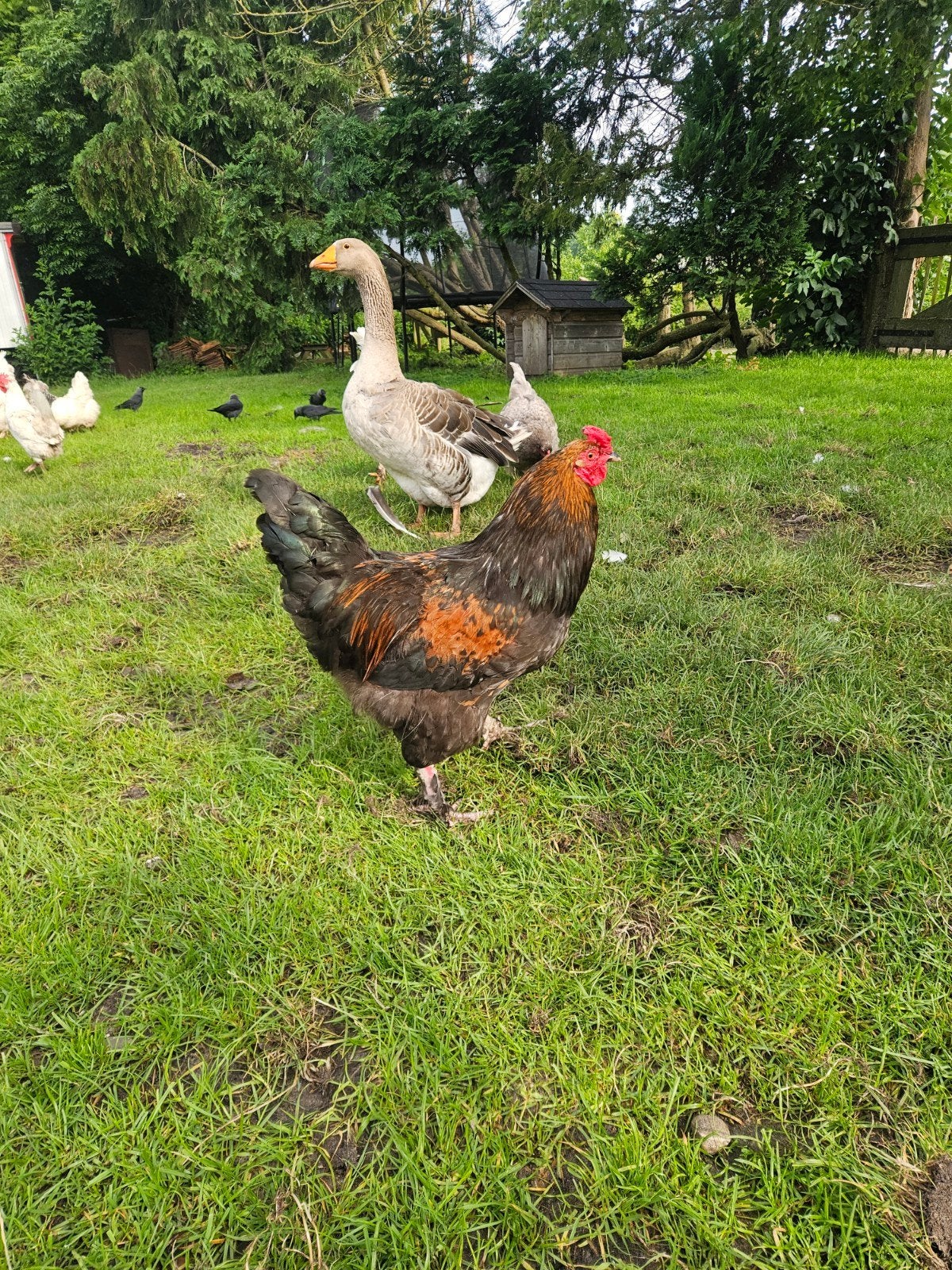 Haan van zomer ' 25, Dieren en Toebehoren, Mannelijk, Kip