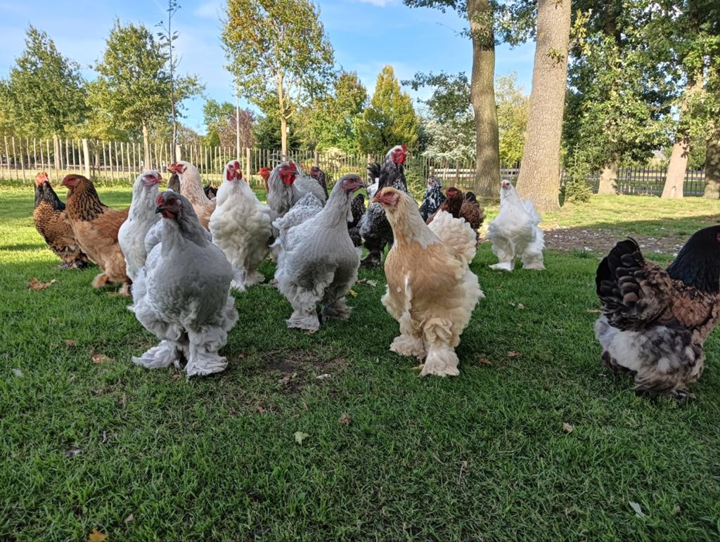 Prachtige Brahma kippen te koop – 8 hennen en 1 haan!!, Dieren en Toebehoren, Pluimvee, Meerdere dieren, Kip