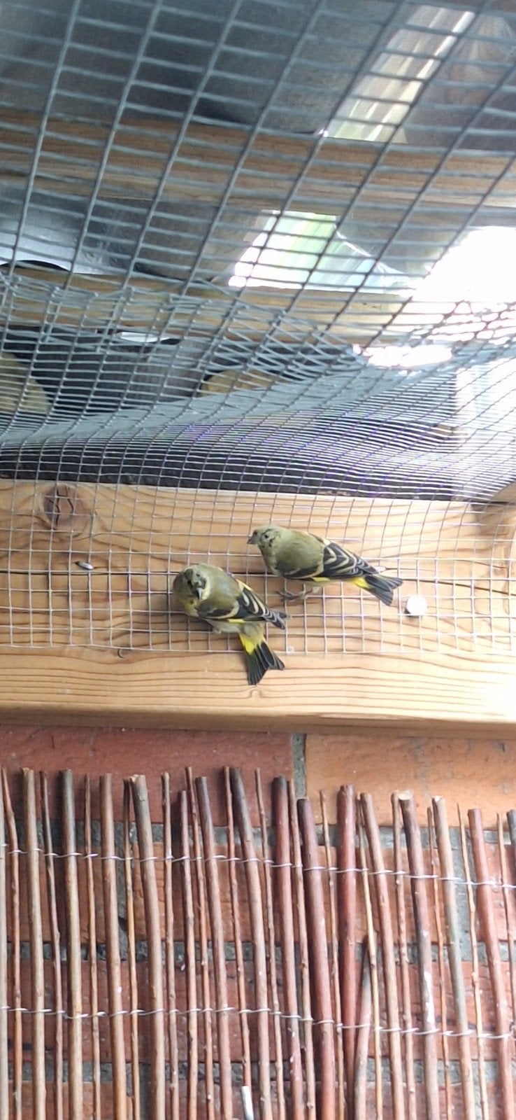 Zwartkopsijs, Meerdere dieren, Wildzangvogel, Geringd