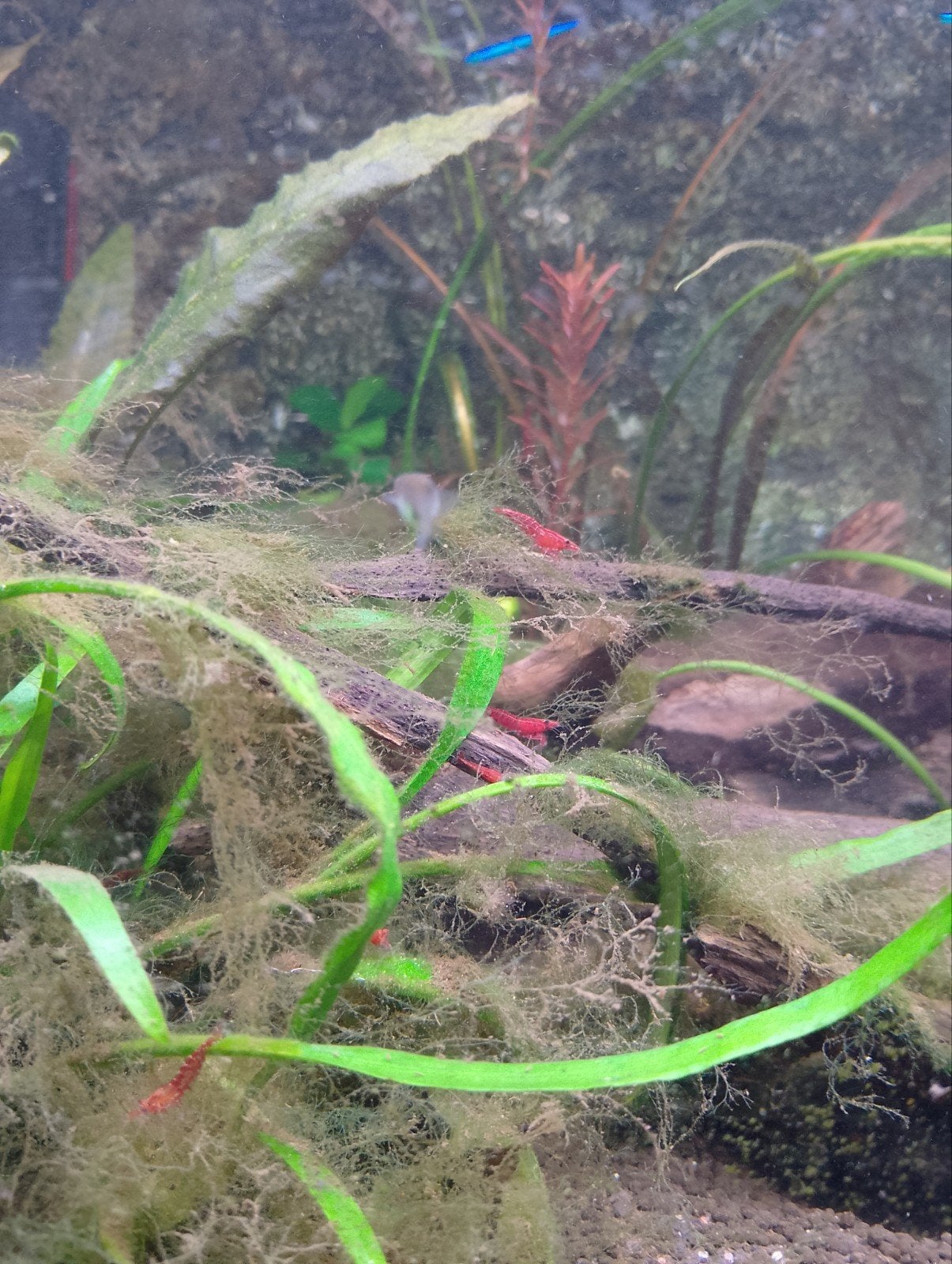 garnaaltjes, Dieren en Toebehoren, Vissen | Aquariumvissen, Kreeft, Krab of Garnaal, Zoetwatervis