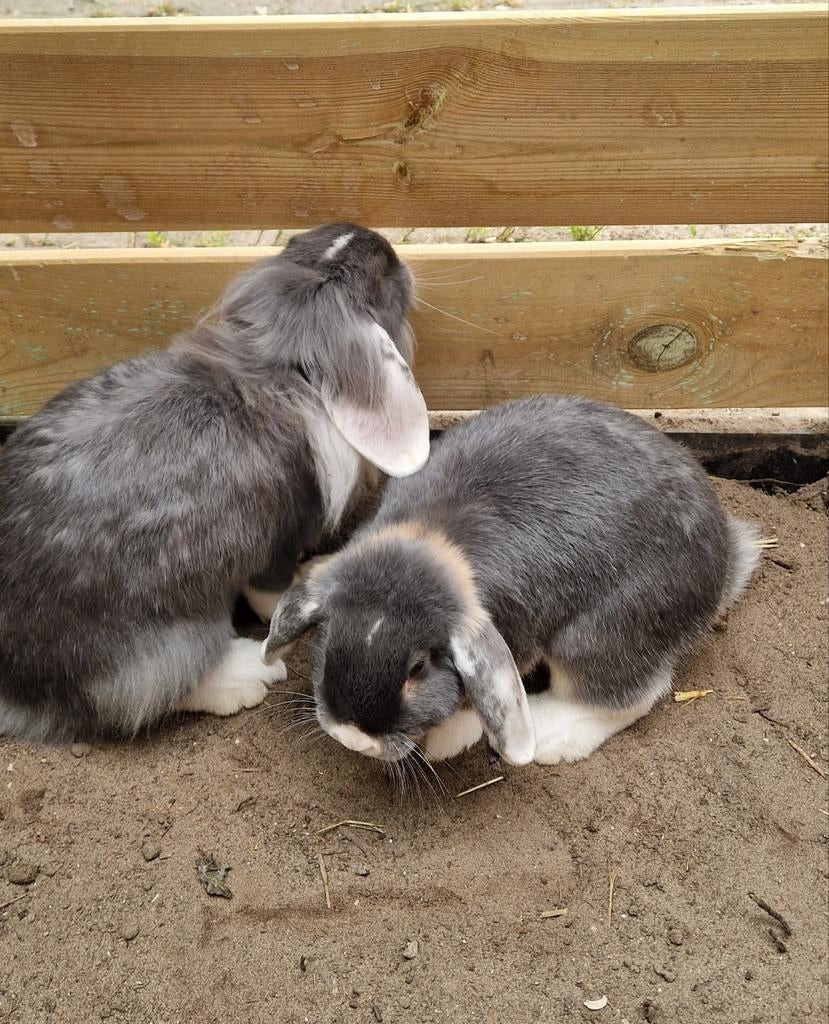 Super lieve Hollandse Hangoor konijntjes – Joz & Loz 🐰, Ophalen of Verzenden, Zo goed als nieuw, Verzorging