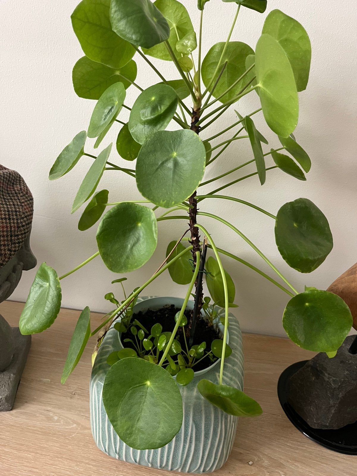 Grote Pannenkoeken Plant met stekjes, Ophalen, Halfschaduw, Minder dan 100 cm