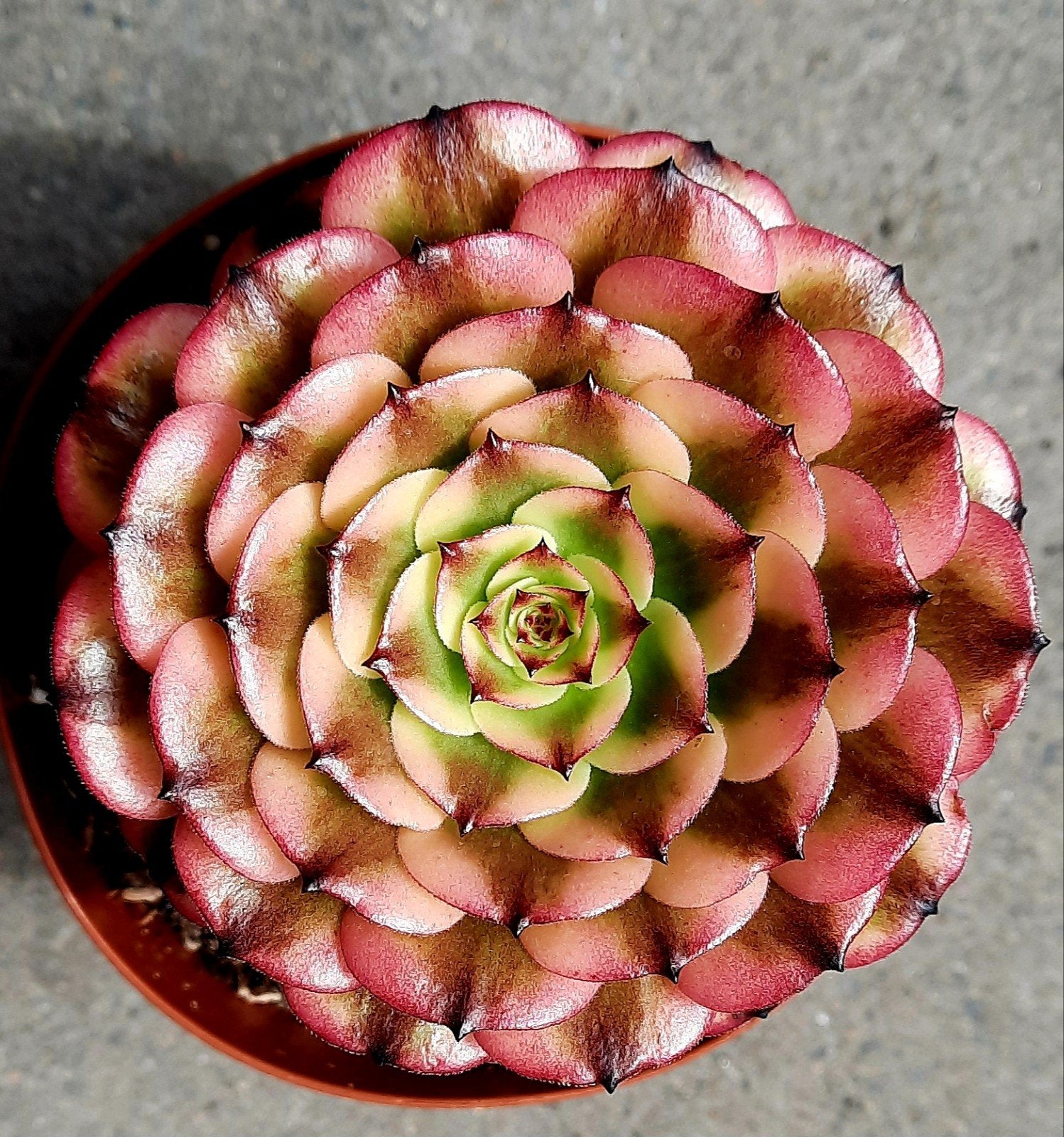 Aeonium Pink Meiji, Vetplant, Minder dan 100 cm, Groene kamerplant, Halfschaduw