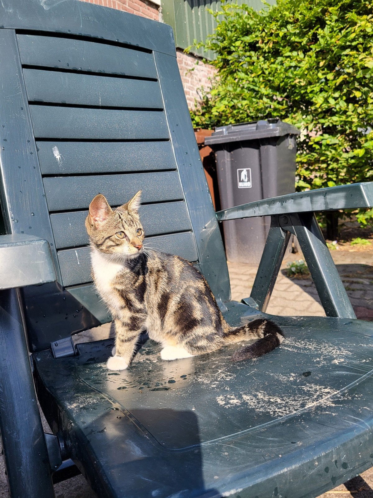 Boerderij kitten / tijgertje /poesje, Dieren en Toebehoren, Poes, 0 tot 2 jaar