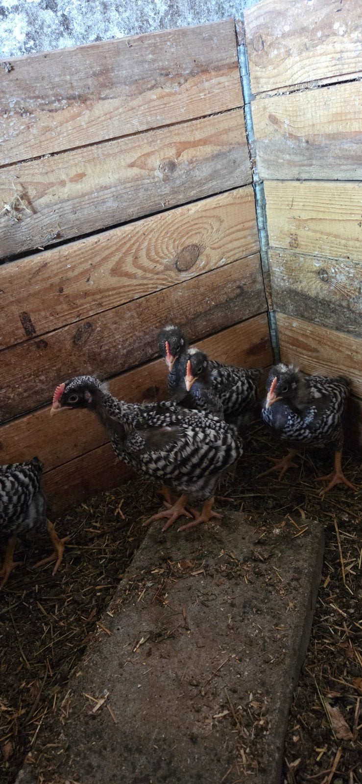 Amrock groot jonge hanen, Dieren en Toebehoren, Pluimvee, Mannelijk, Kip