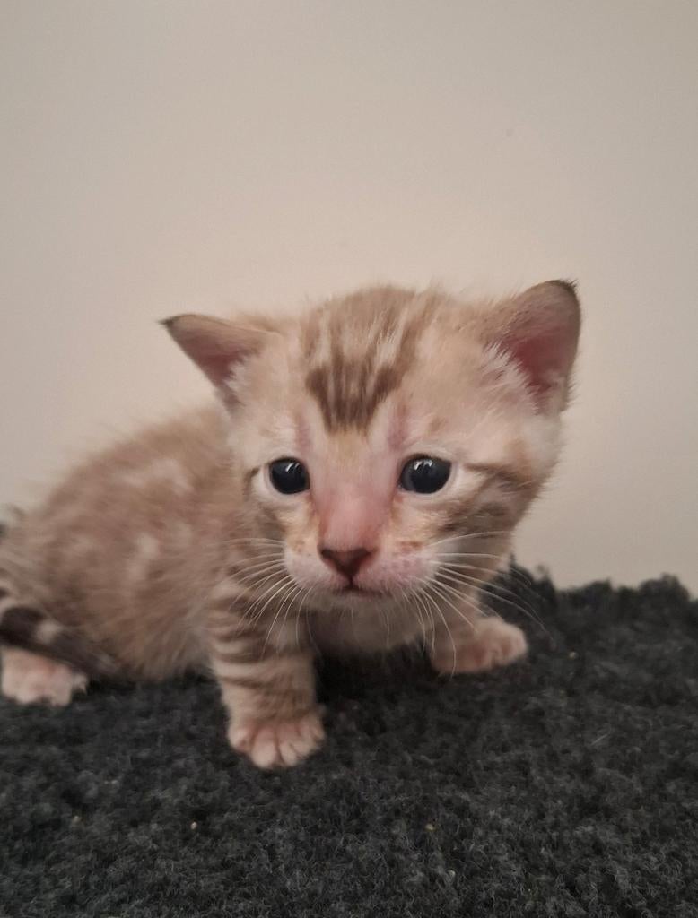 LAATSTE!!! ❄️SNOW BENGAAL❄️ kittens geboren - te reserveren, Dieren en Toebehoren, Katten en Kittens | Raskatten | Korthaar, Meerdere dieren