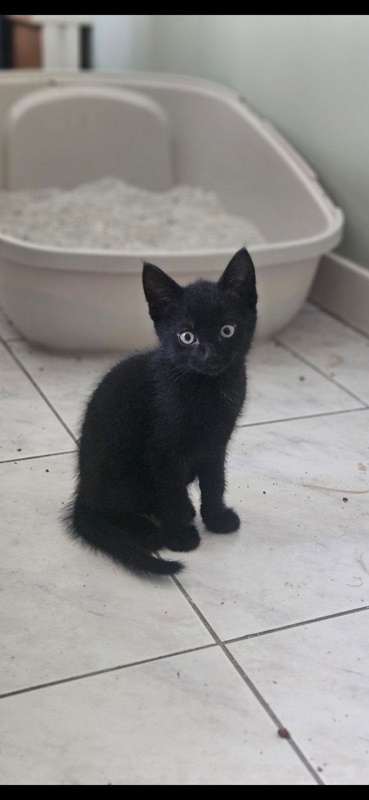 Super lieve kittens 2 katertjes, Dieren en Toebehoren, Meerdere dieren