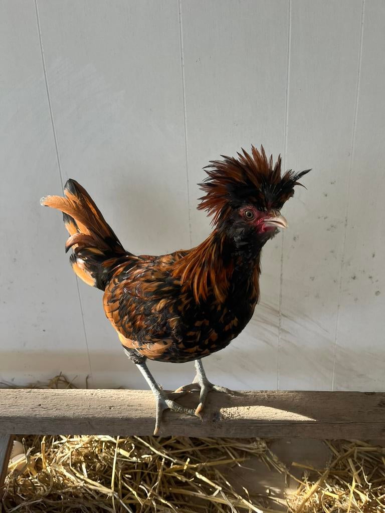 Kuifhoender kriel haantje, Dieren en Toebehoren, Pluimvee, Mannelijk, Kip