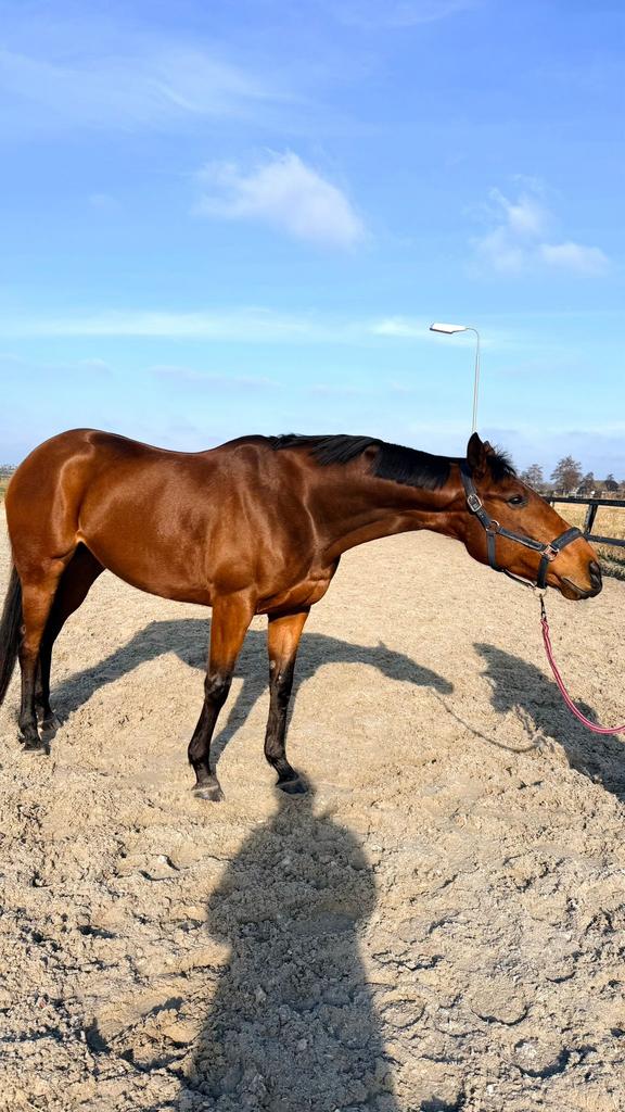 Super lief familie paard, Dieren en Toebehoren, Paarden, Merrie, L