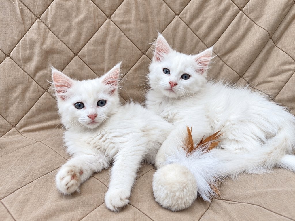 Witte langharige kittens, een kruising, Dieren en Toebehoren, Meerdere dieren, Langharig, 0 tot 2 jaar