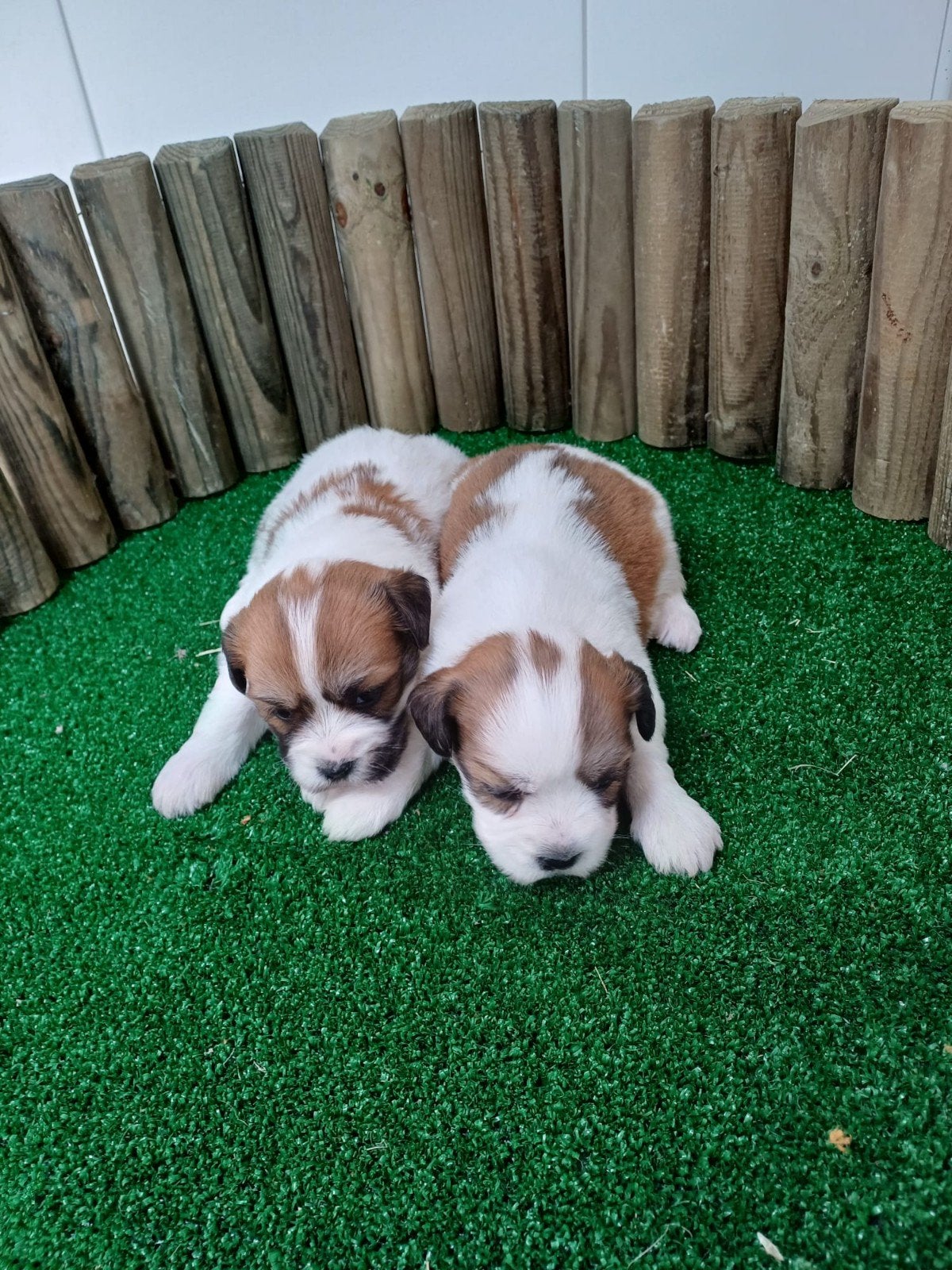 Boomer maltezer teckel (malteck) en maltezer shih tzu pups, Parvo, Nederland, Overige rassen, 8 tot 15 weken