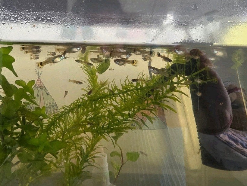 guppen te koop, Dieren en Toebehoren, Vis, Zoetwatervis