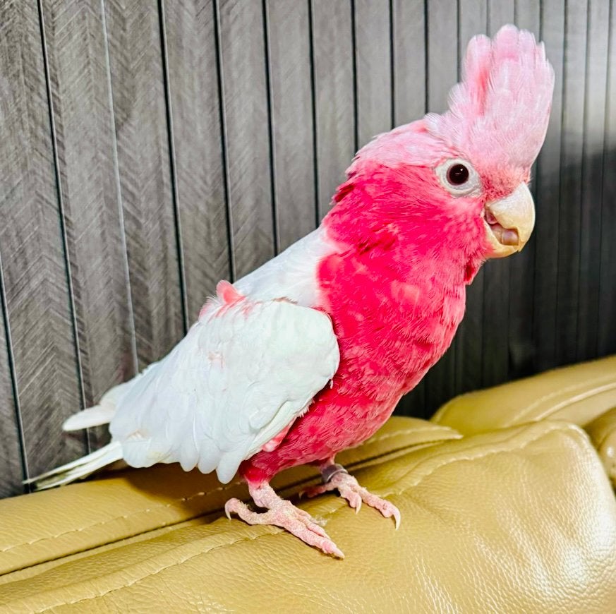 Handtamme super leuke lieve jonge lutino rose kaketoe !, Vrouwelijk, Papegaai