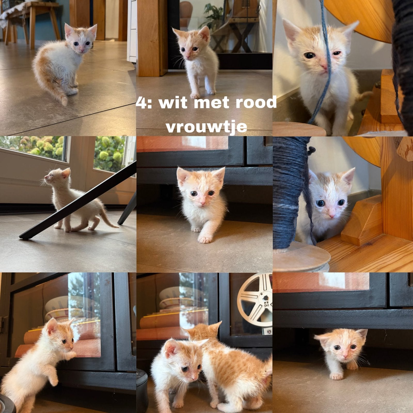 Lieve tamme Kittens, met de hand grootgebracht, Dieren en Toebehoren, Meerdere dieren, Kortharig, 0 tot 2 jaar