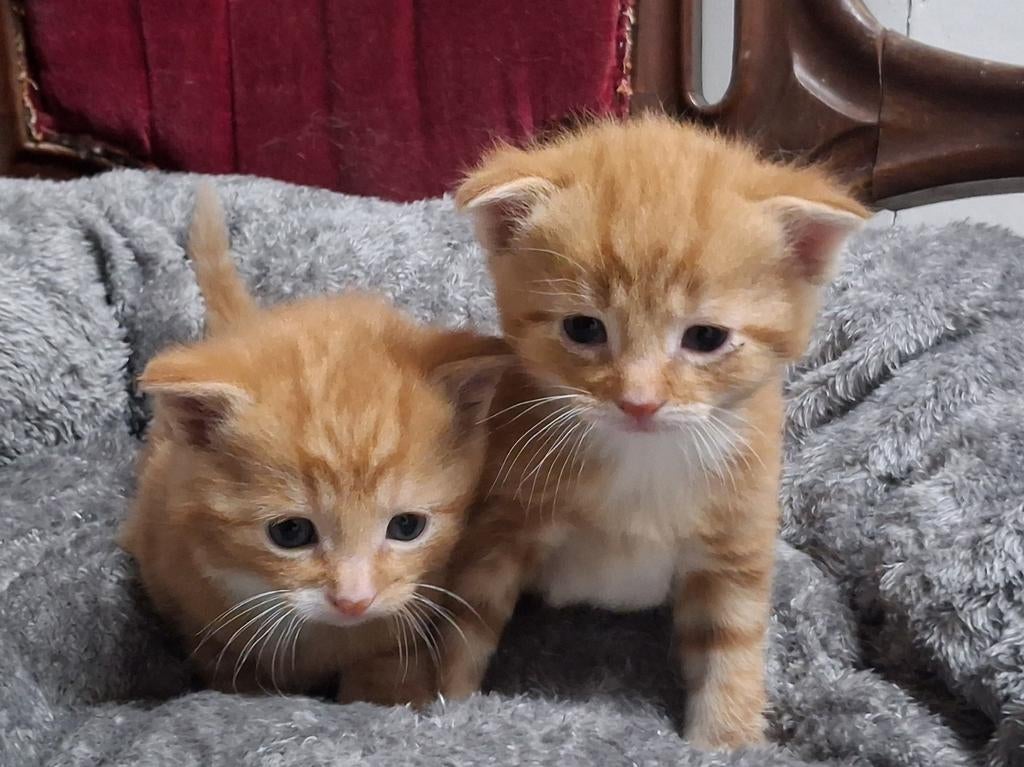 Superleuke kittens, kitten , rode katertjes, Dieren en Toebehoren