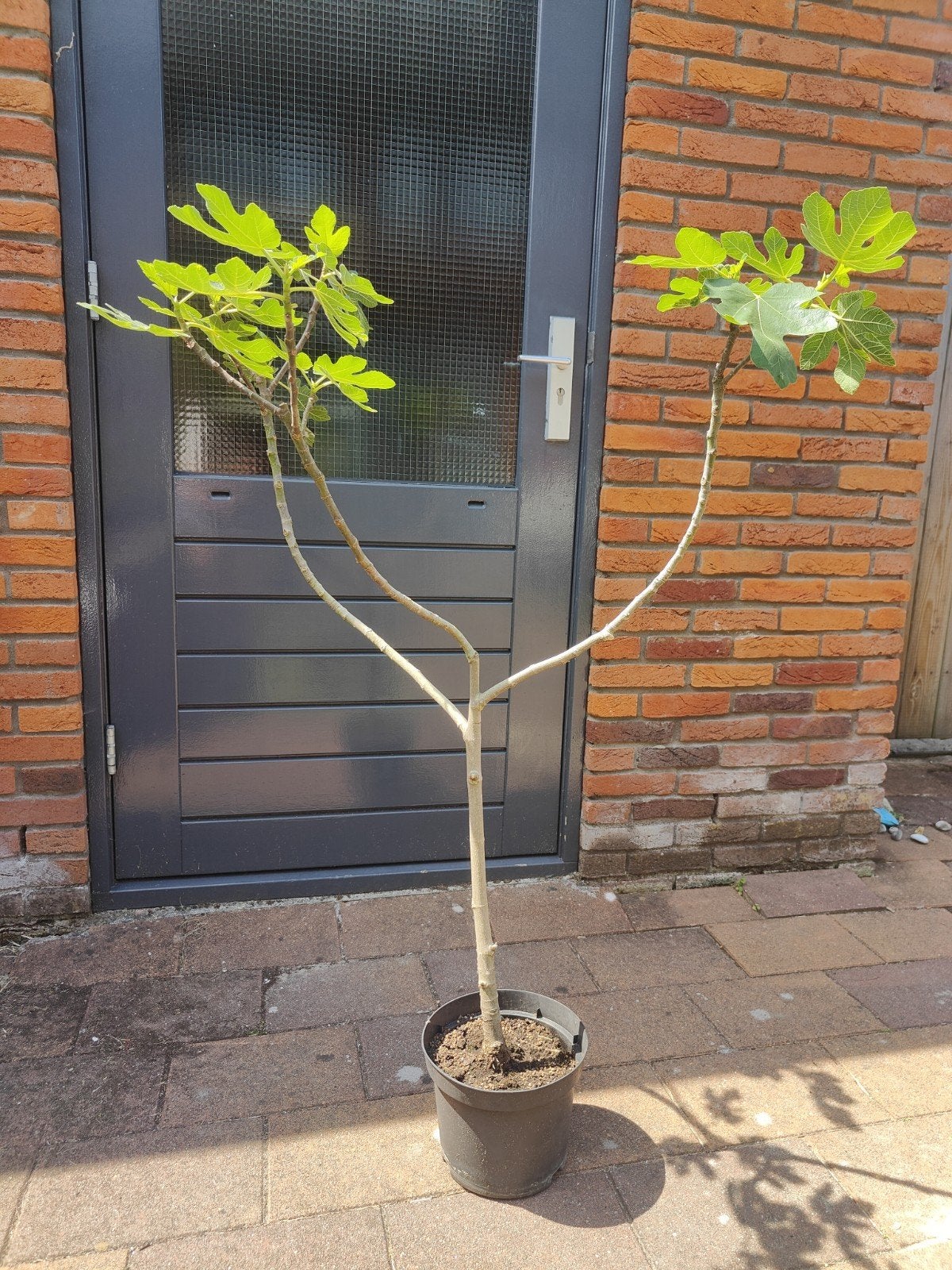 Vijgenboom (ficus carica) 125cm, Ophalen