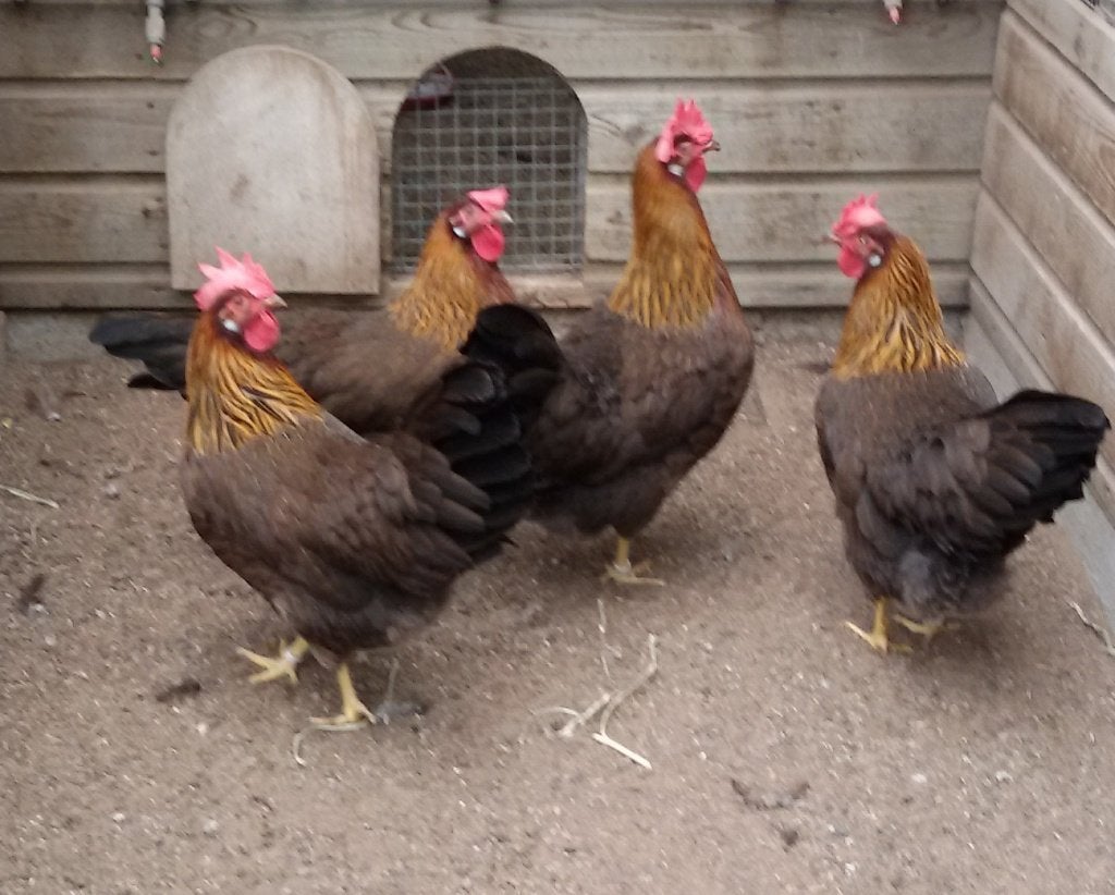 ZELDZAAM Leghorn Bruin-Patrijs Groot, Meerdere dieren, Kip
