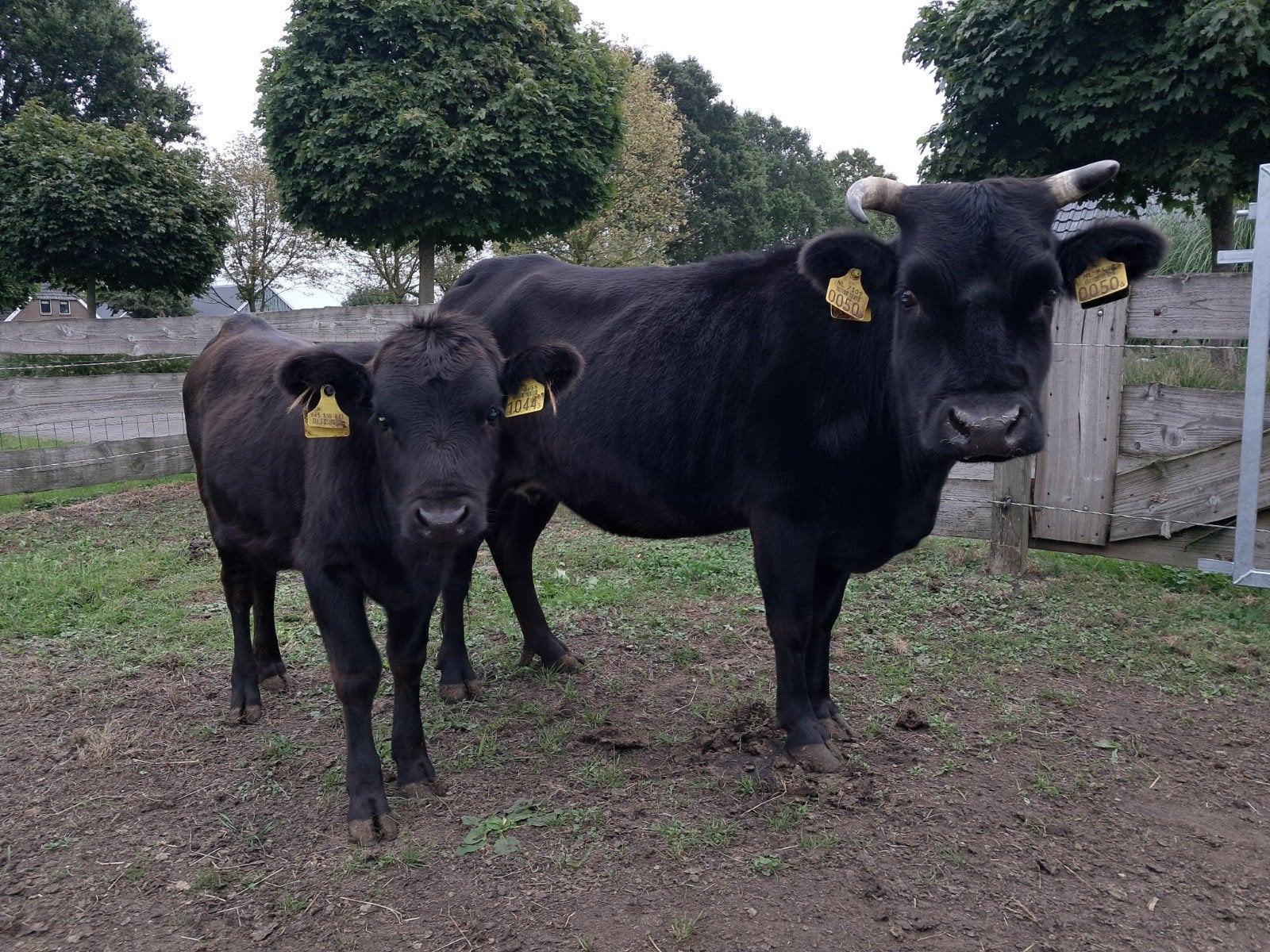 minikoe Dahomey met vaarskalf, Dieren en Toebehoren
