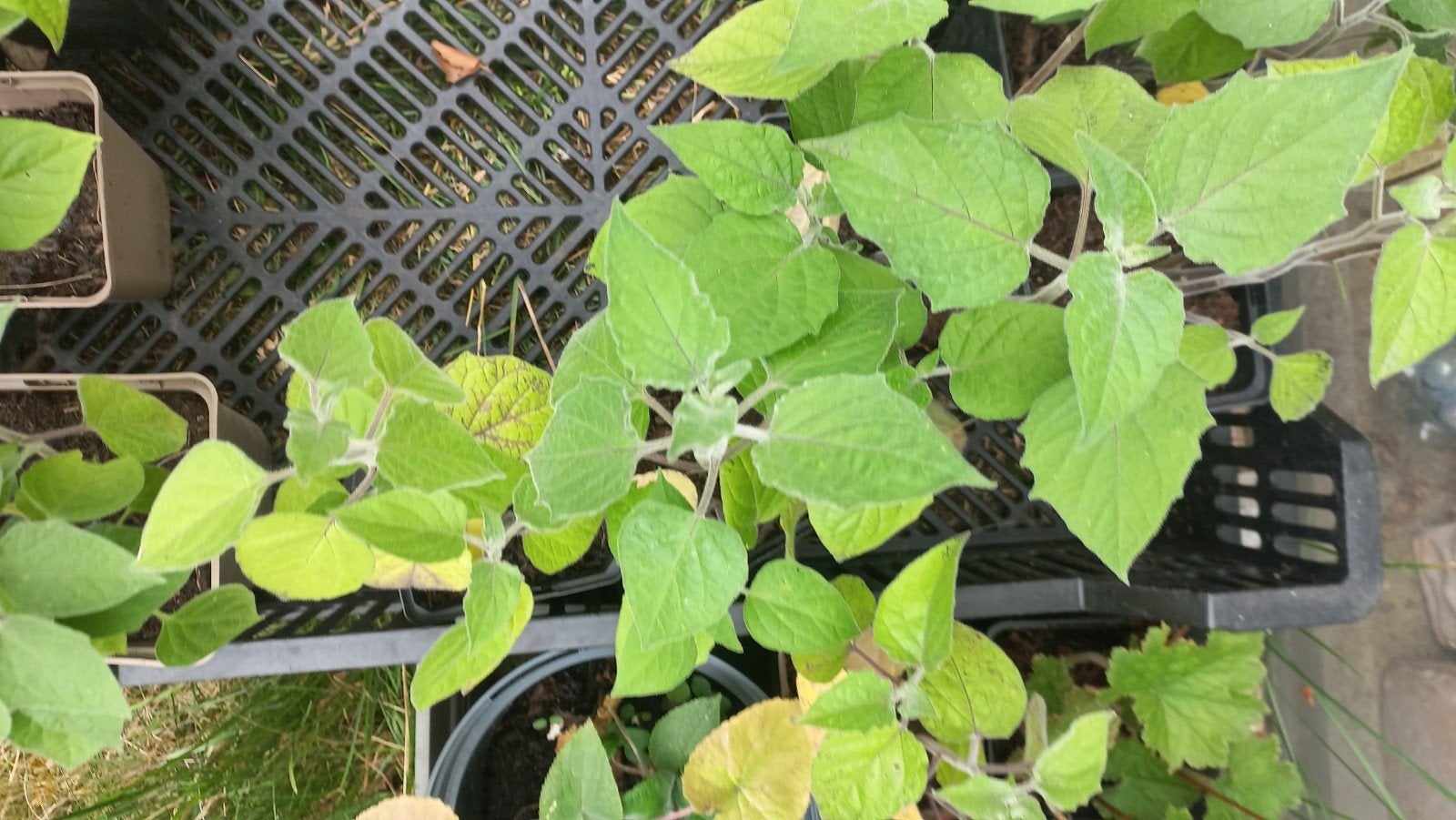 Lampionplantjes, Tuin en Terras, Ophalen, Overige soorten, Volle zon