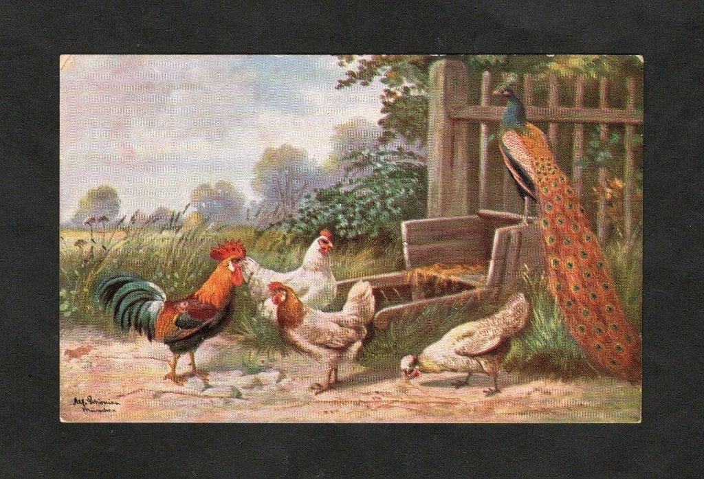 Reclamekaart Sluis Kippen Haan Pauw., Ophalen of Verzenden, Voor 1920, Ongelopen, Vogel