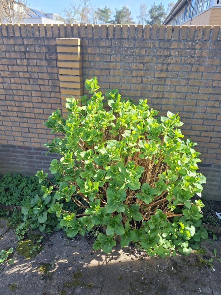 Grote hortensia, Ophalen, Hortensia, Minder dan 100 cm