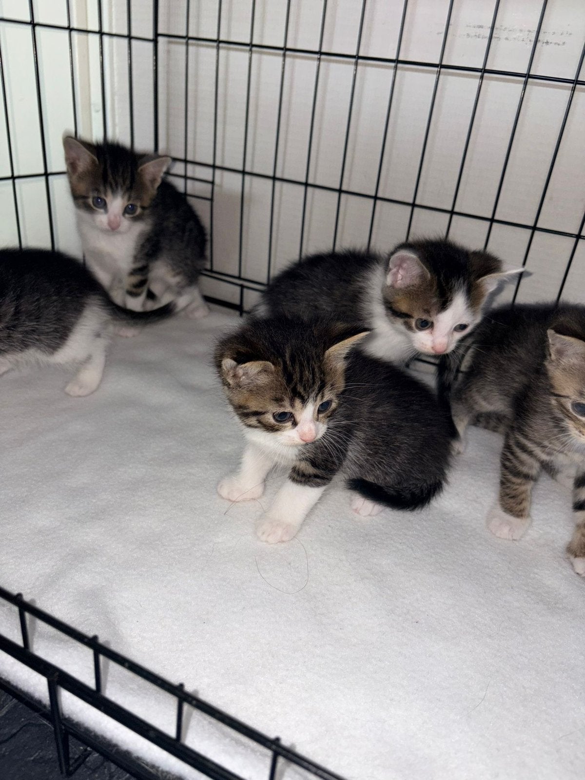 Prachtige kittens, Dieren en Toebehoren, Meerdere dieren