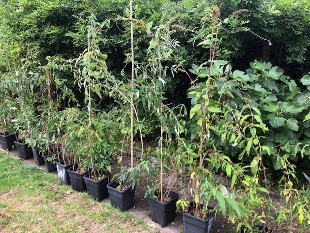 Vlinderstruik paars / wit , ruim 150 tot 200 cm hoog . staan, Tuin en Terras, Planten | Struiken en Hagen, Ophalen, Vlinderstruik