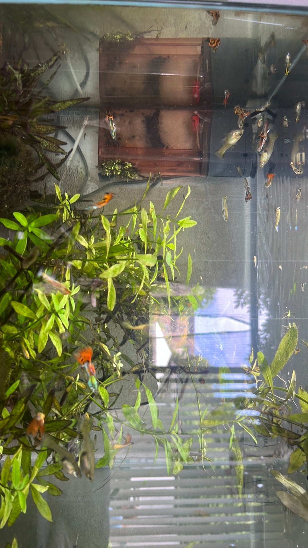 vissen(guppies)/ aquarium, Ophalen, Zo goed als nieuw, Gevuld zoetwateraquarium