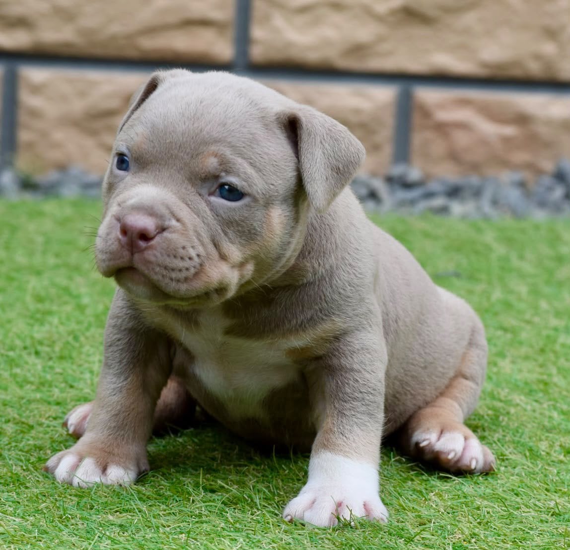 Foto 13 van 🔥American bully pups uit grand champion line, tricolors