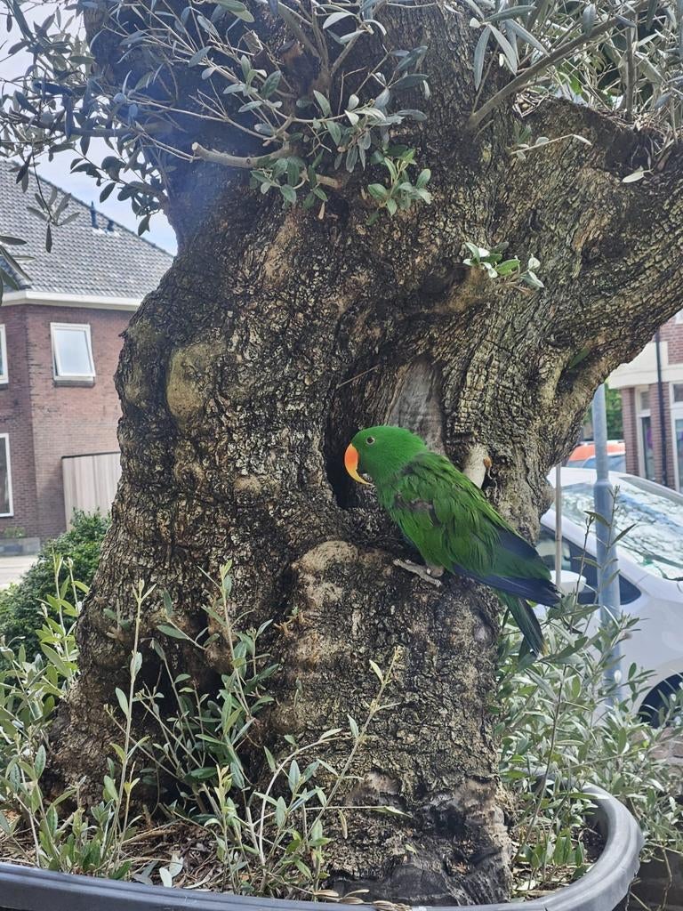 Edel papegaai  gezocht, Dieren en Toebehoren, Vrouwelijk