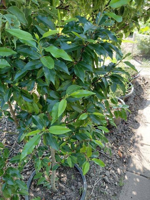 Portugese Laurier, Tuin en Terras, Planten | Struiken en Hagen, Ophalen, Laurier, Struik, 100 tot 250 cm