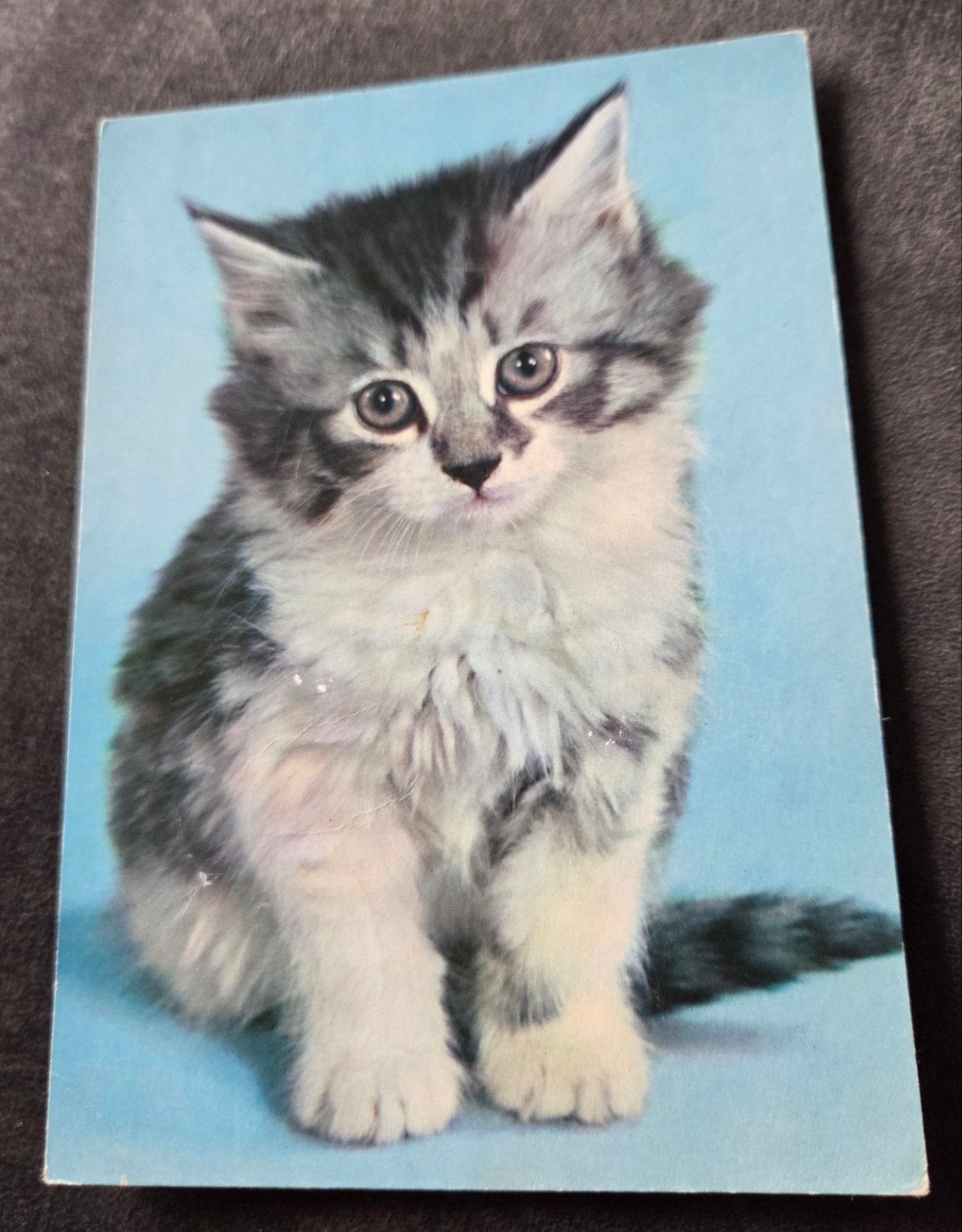 Leuke pluizige grijze kitten, Verzenden, Ongelopen, Hond of Kat