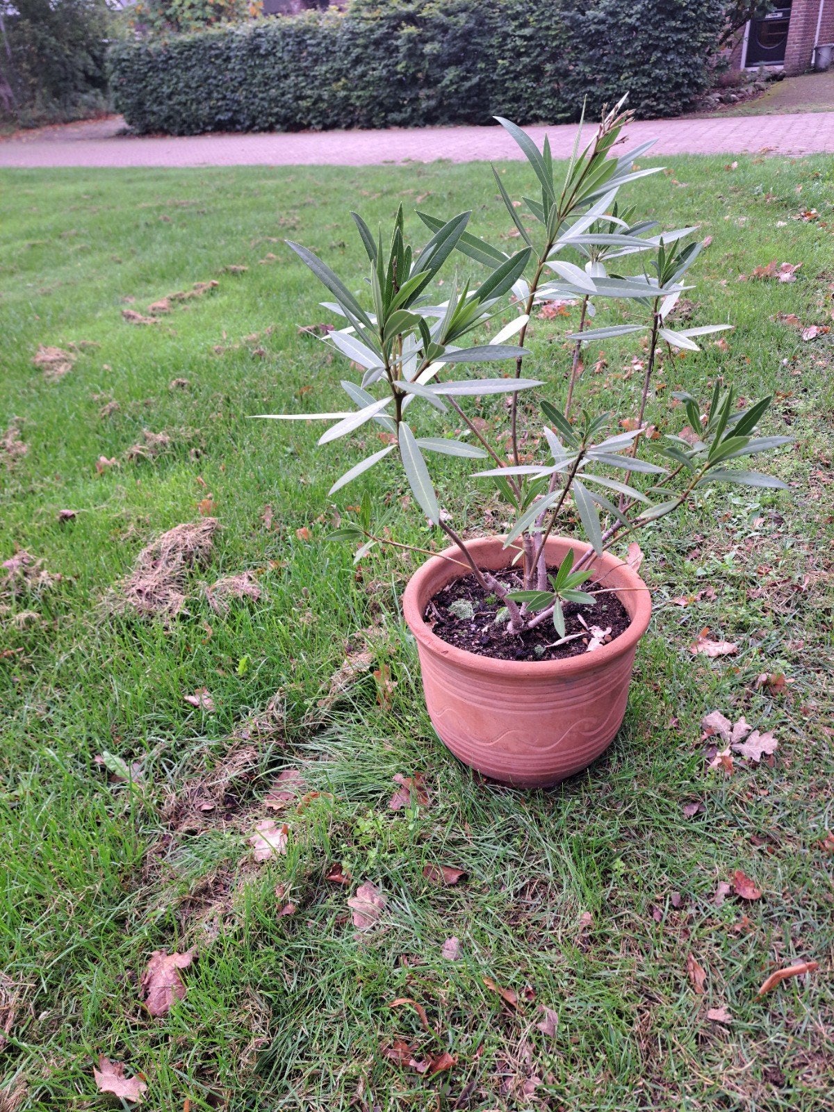 Mooie Oleander in terracotta pot, Volle zon, Vaste plant, Zomer, Ophalen
