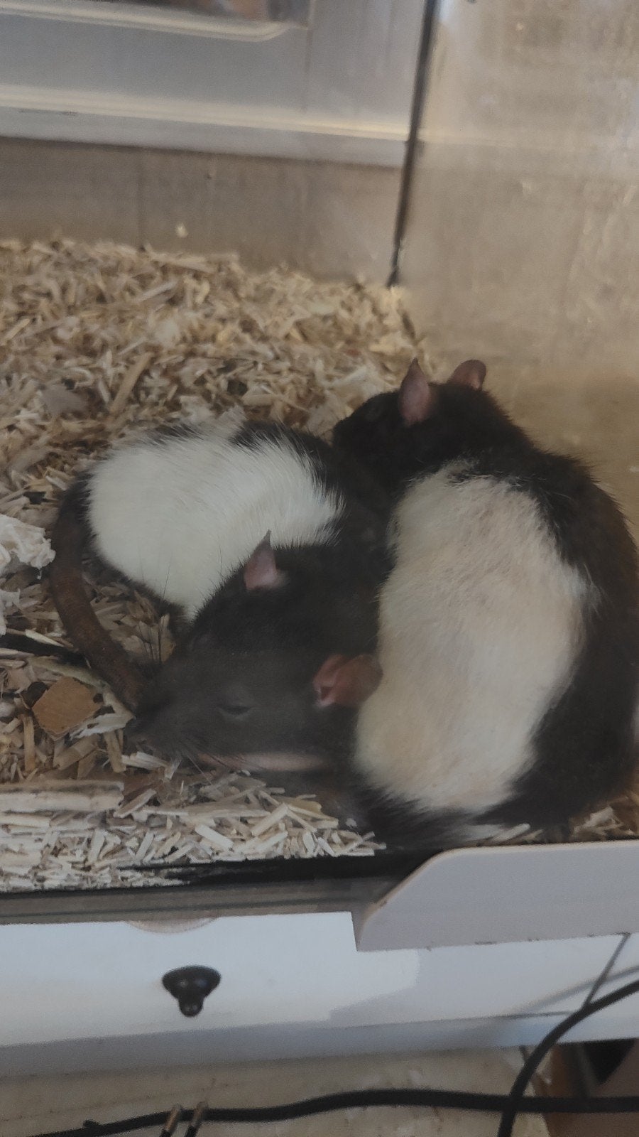 2 dames ratjes met een verhaal, Dieren en Toebehoren, Januari, Meerdere dieren, Rat