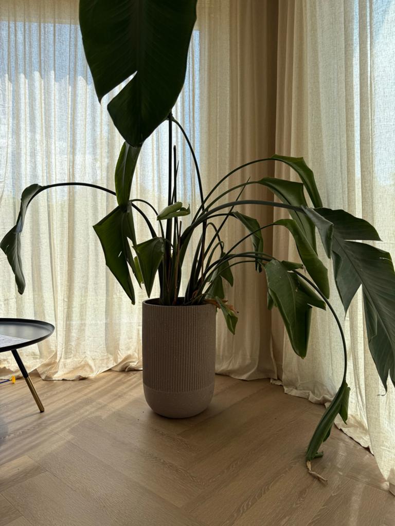 Kwantum Dijon bloempot groot met Strelitzia Nicolai, Ophalen, 40 cm of meer, Rond, Binnen