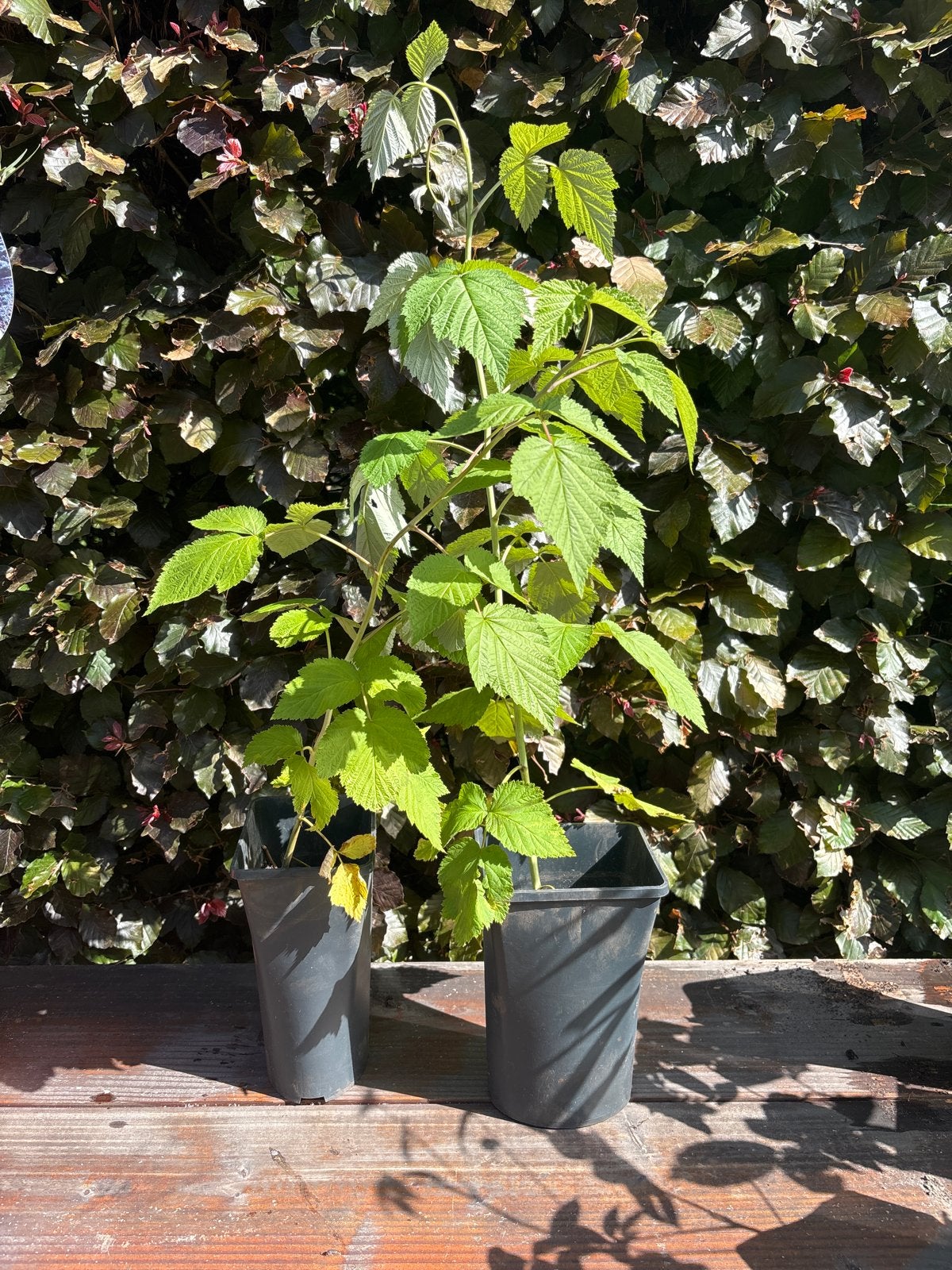 Ruilen, Frambozenplanten, Tuin en Terras, Planten | Tuinplanten, Ophalen, Volle zon, Vaste plant, Zomer