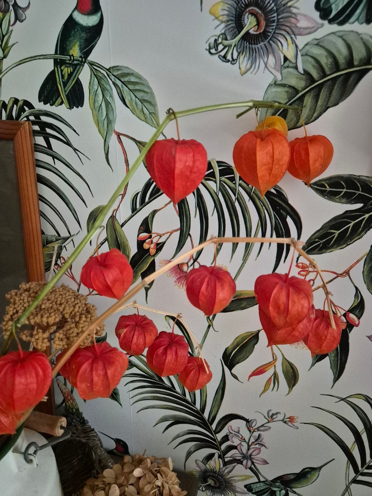 Verse lampiontakken - Decoratieve Physalis takken, Tuin en Terras, Planten | Tuinplanten, Ophalen of Verzenden, Eenjarig, Overige soorten