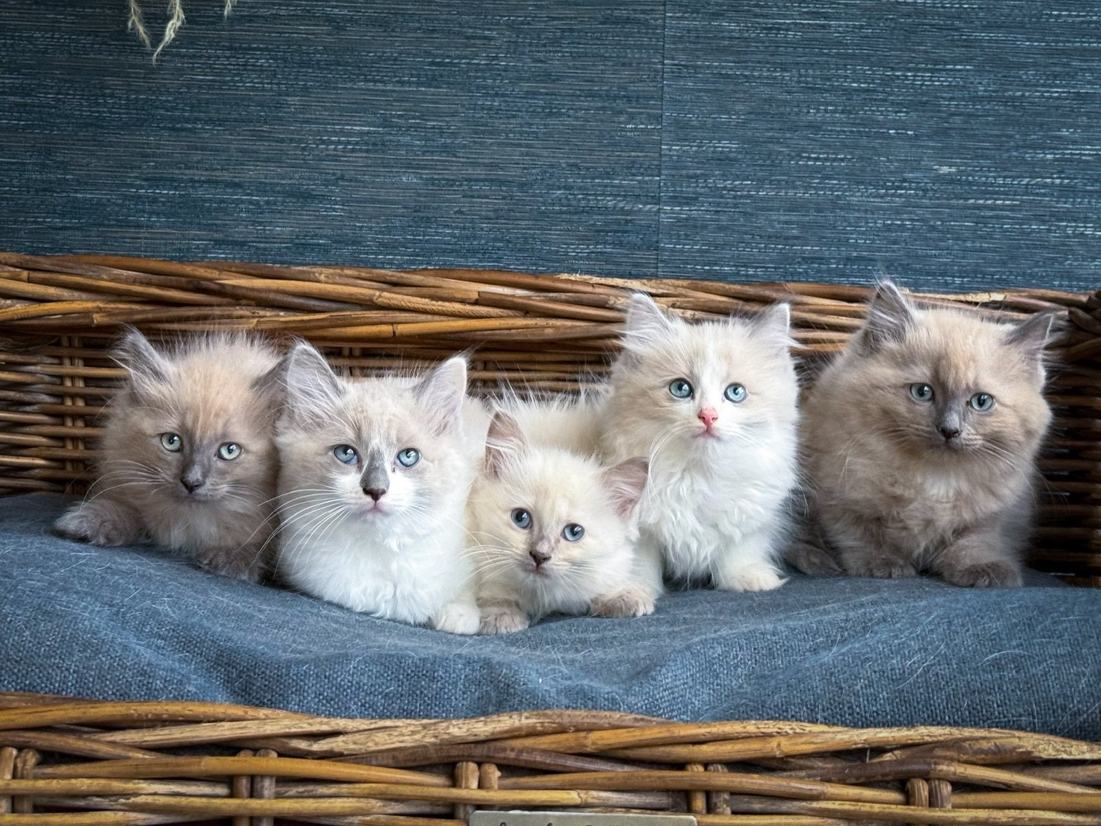Mooie Ragdoll kittens, Dieren en Toebehoren, Meerdere dieren, Gechipt, 0 tot 2 jaar