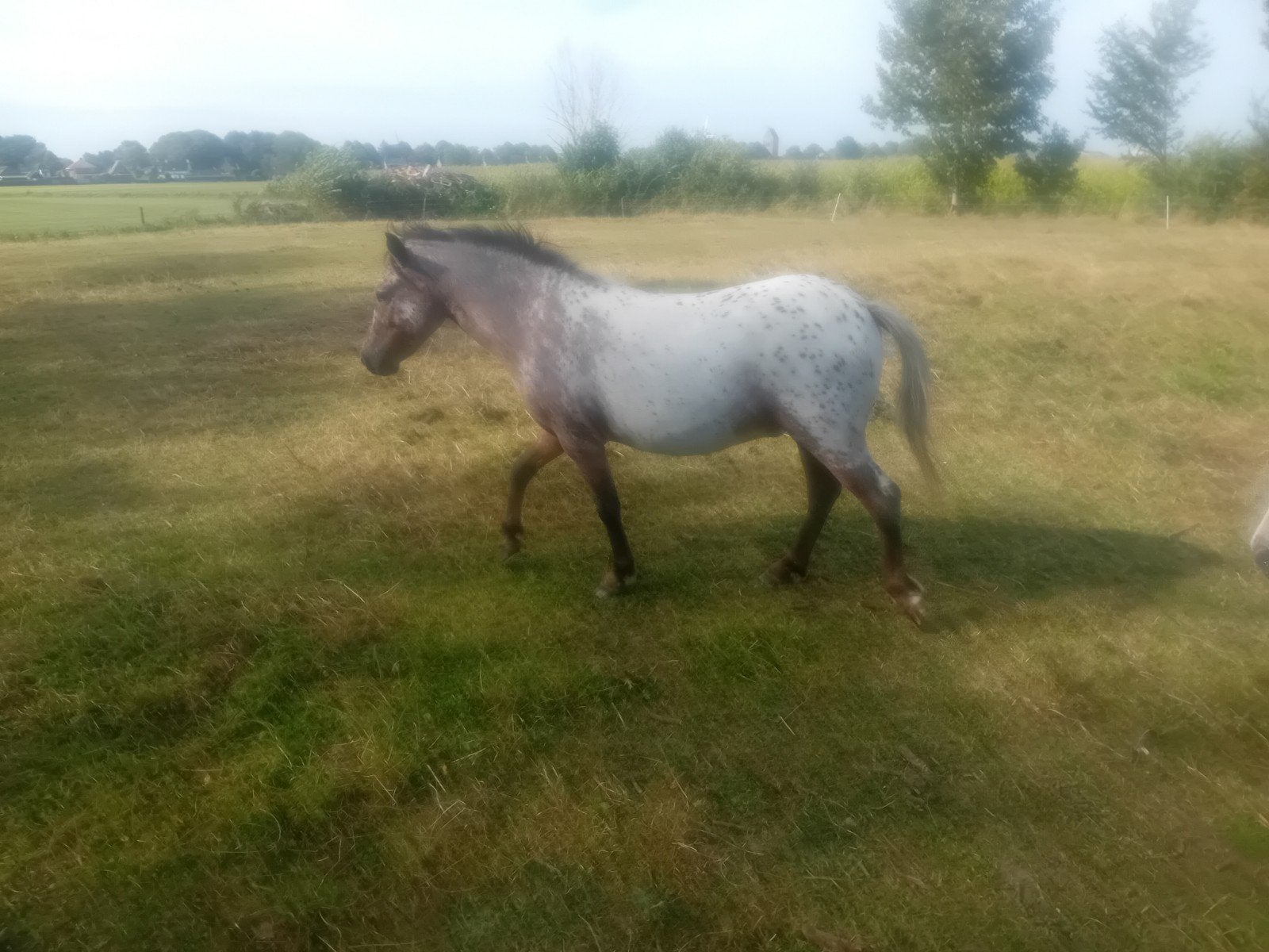 Mooie 2,5-jarige appaloosa ruin VERKOCHT, Dieren en Toebehoren, Ruin, 3 tot 6 jaar, Ontwormd, B pony (1.17m tot 1.27m)