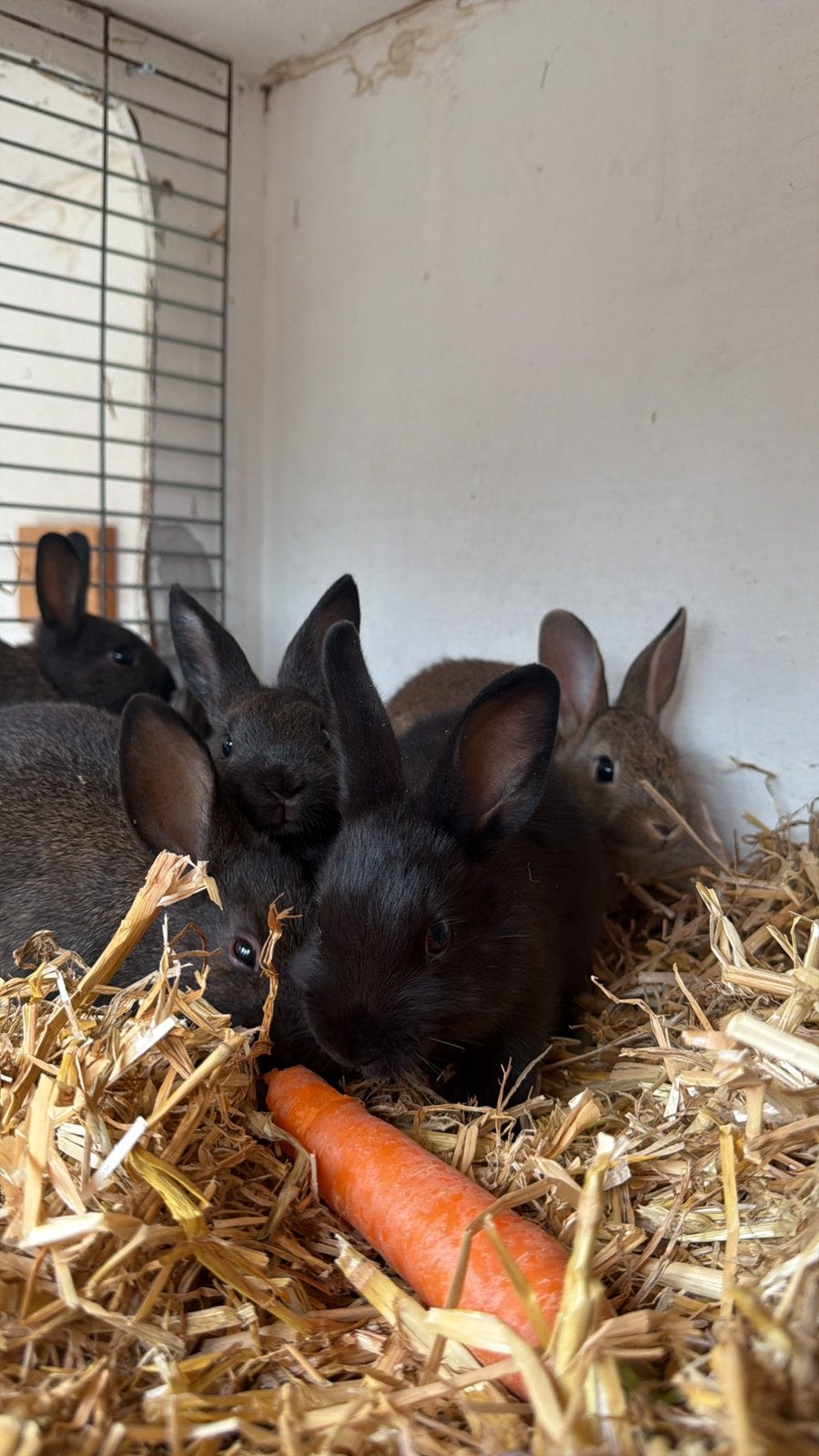 Lieve tamme konijntjes, Dieren en Toebehoren, Mannelijk, Dwerg, 0 tot 2 jaar
