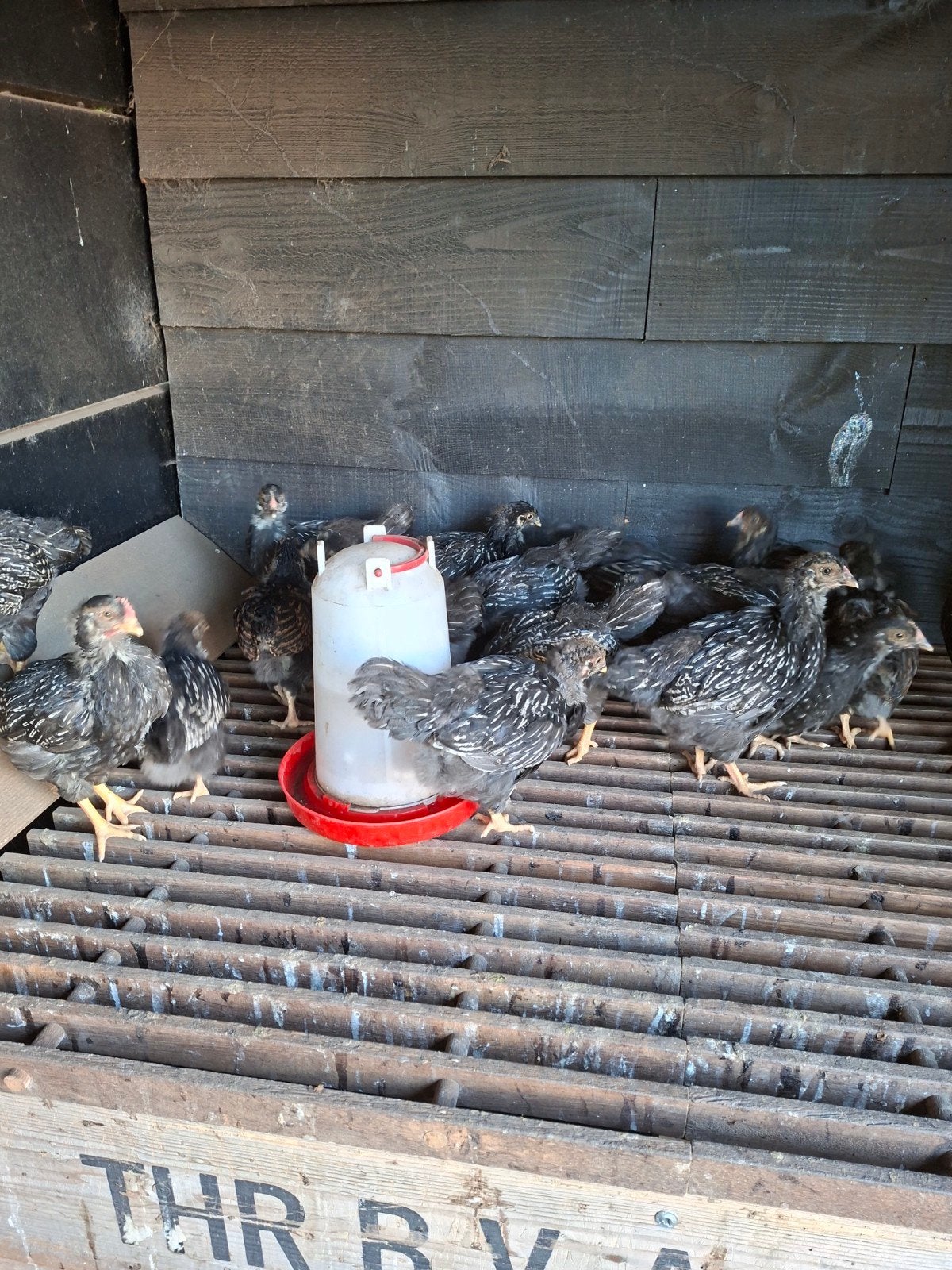 barnevelders zilver en goud dubbel gezoomd, Meerdere dieren, Kip