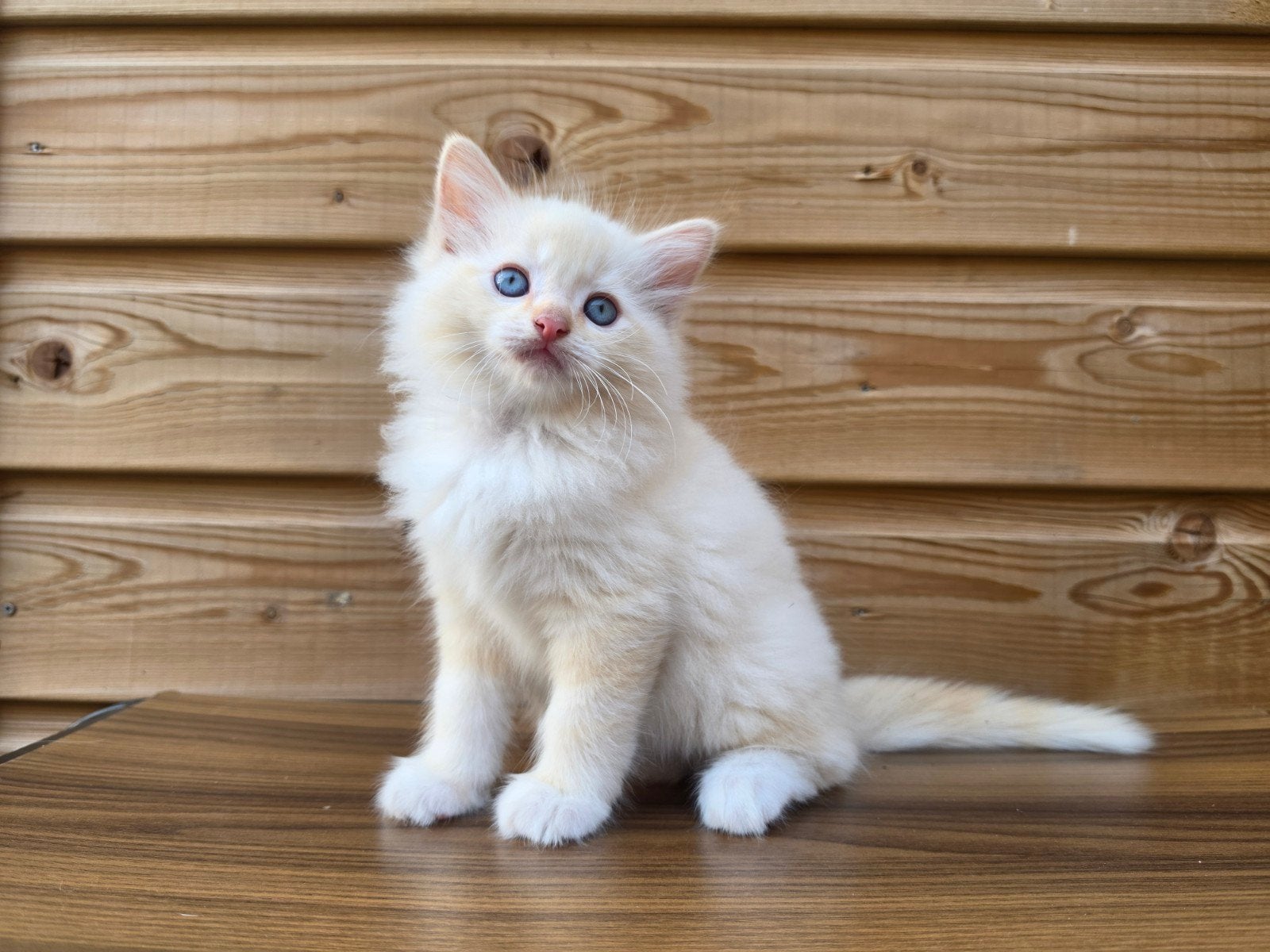Ragdoll kittens met stamboom, Kater, Met stamboom, 0 tot 2 jaar