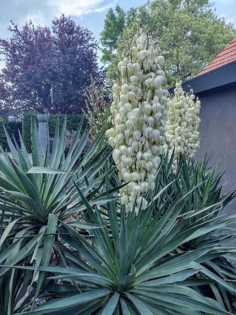 Yucca, palmlelie  stekken,, Tuin en Terras, Overige soorten, Volle zon, Vaste plant, Ophalen of Verzenden