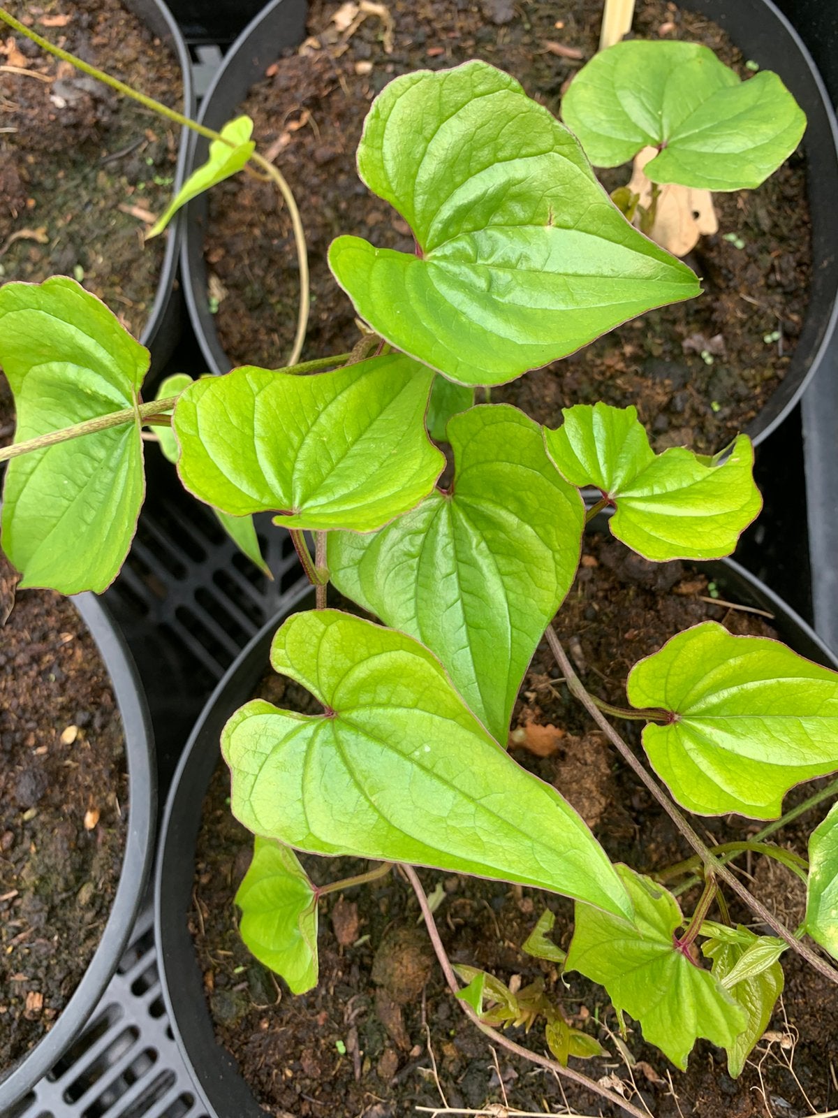 Chinese Yam  (Dioscorea polystachya), Ophalen of Verzenden, Overige soorten, Volle zon