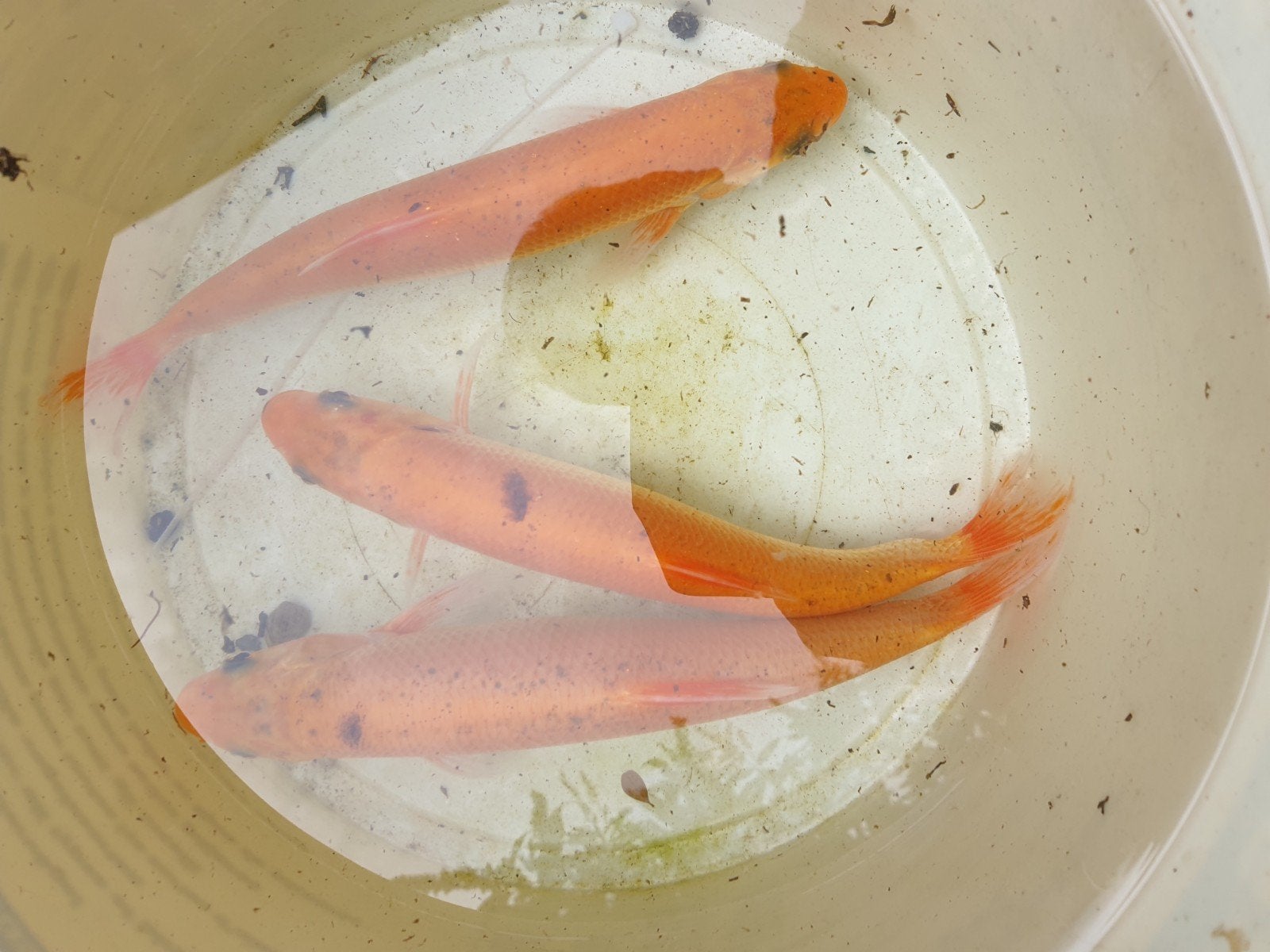 3 Windd 20 cm zeker, Dieren en Toebehoren