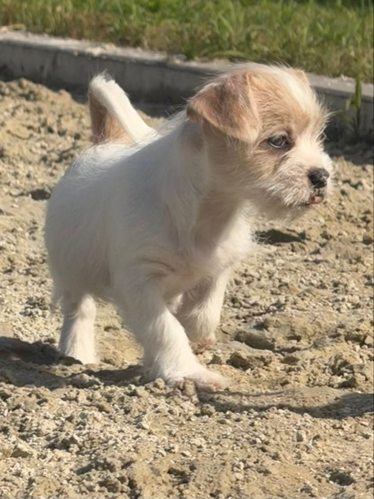 Bont Teefje beschikbaar, 8 tot 15 weken, Teef, Parvo, Eén hond