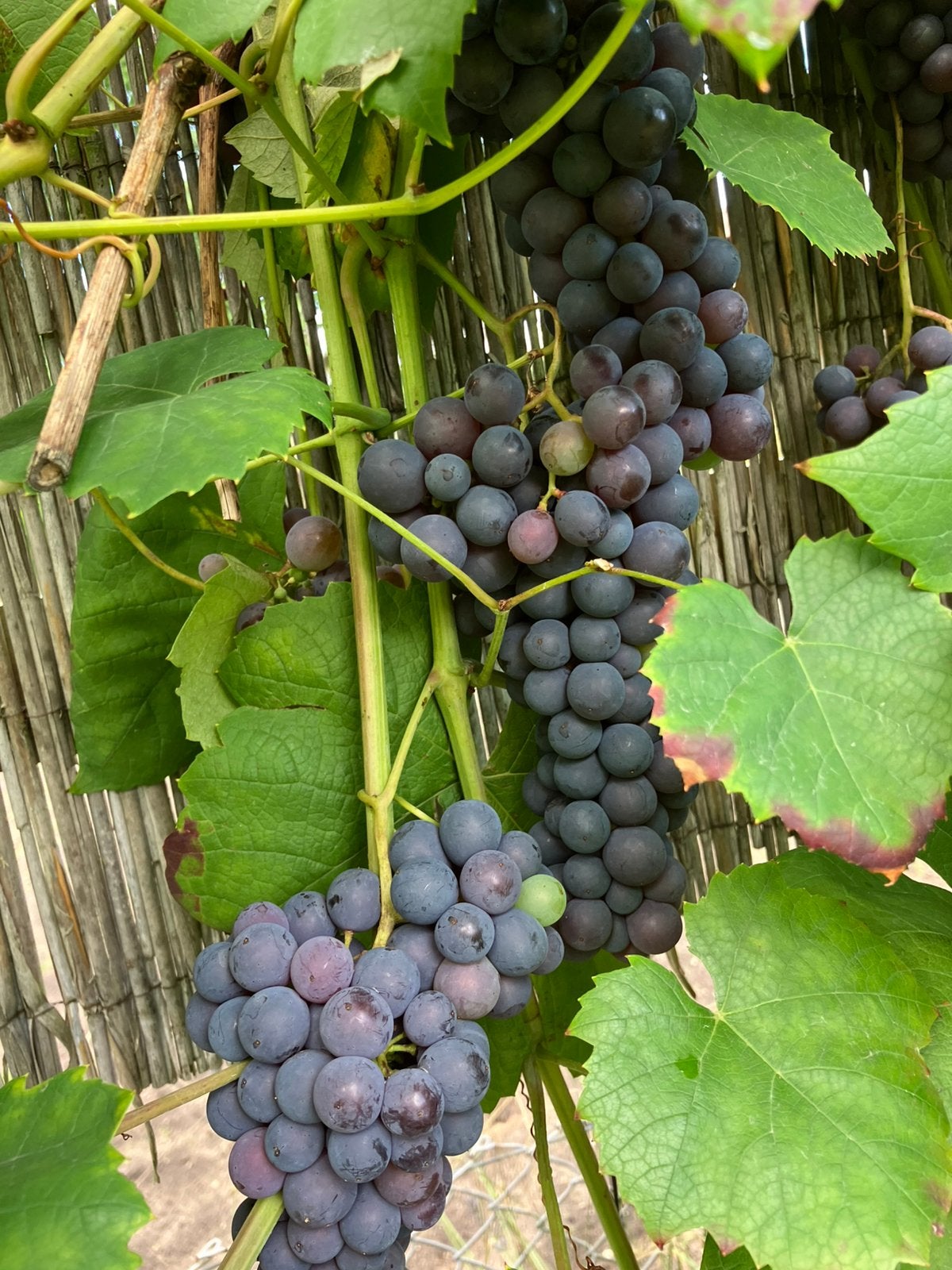 Blauwe druiven en witte druiven, Tuin en Terras, Ophalen, Minder dan 100 cm, Overige soorten, Zomer