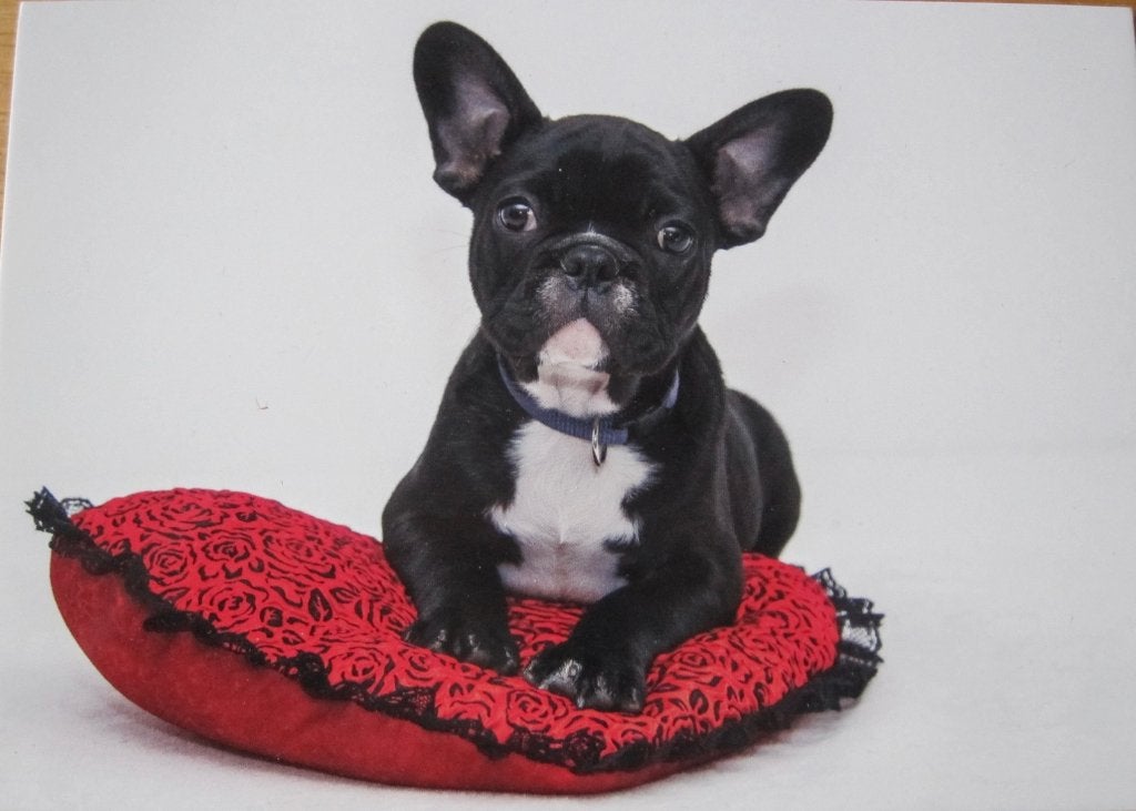 Franse bulldog op nieuwe ansichtkaart, Ophalen of Verzenden, 1980 tot heden, Ongelopen, Hond of Kat