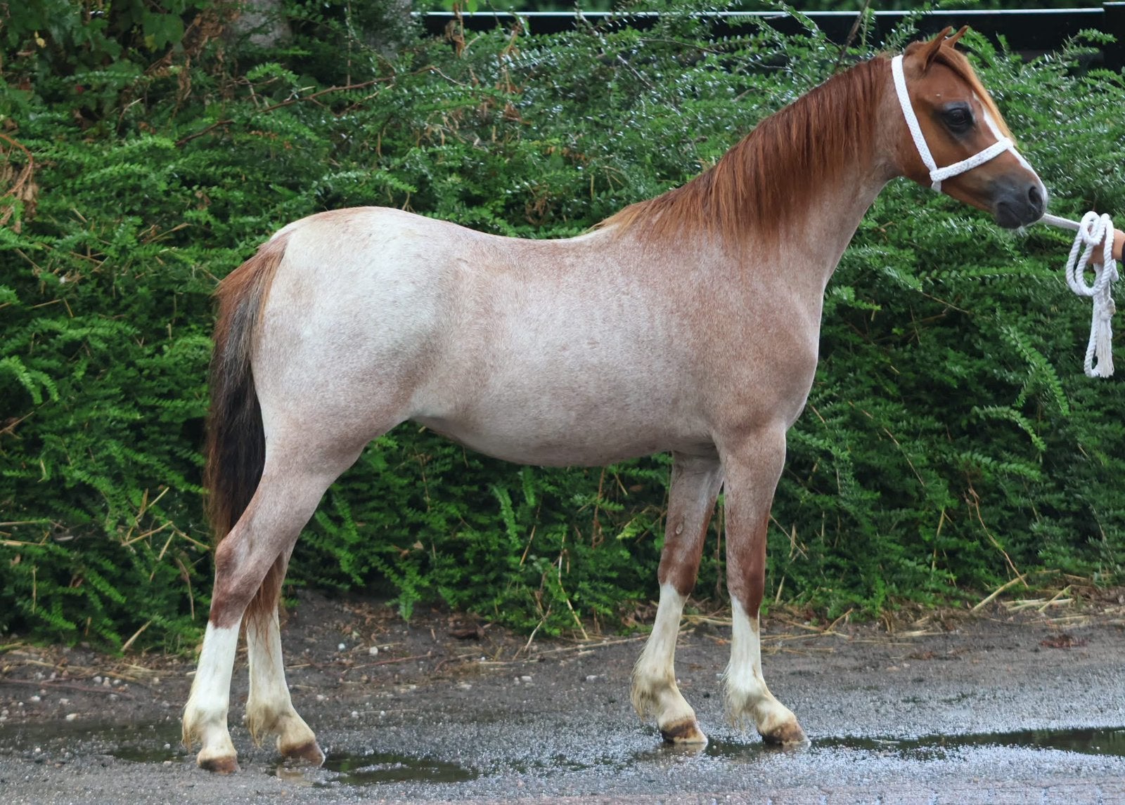 Twee prachtige vosroan jaarling Welsh A merries, Merrie, Met stamboom, 0 tot 2 jaar, B pony (1.17m tot 1.27m)