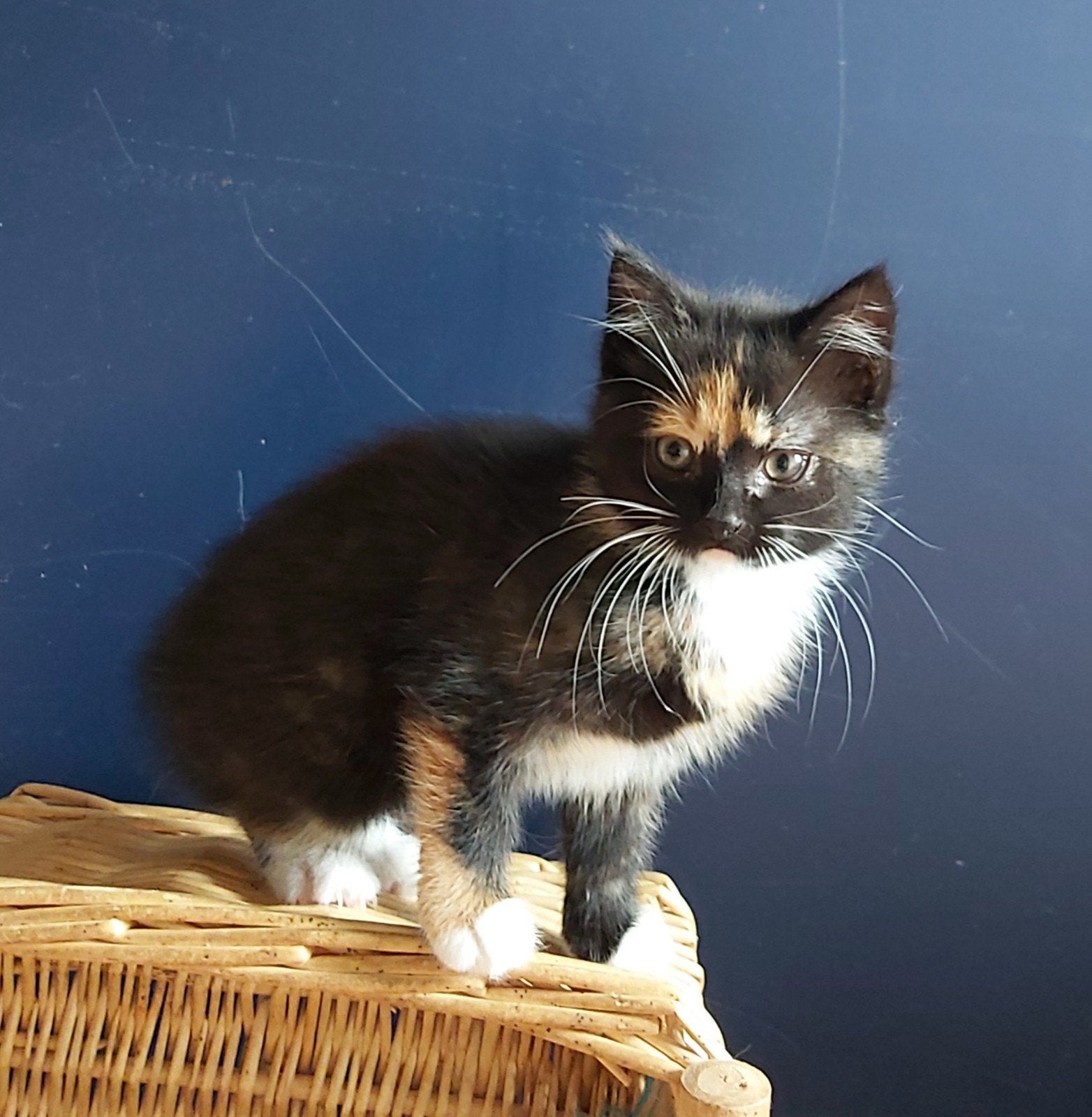Zwart-wit-oranje lapjeskitten (V) 8 weken oud, Poes, Kortharig, 0 tot 2 jaar